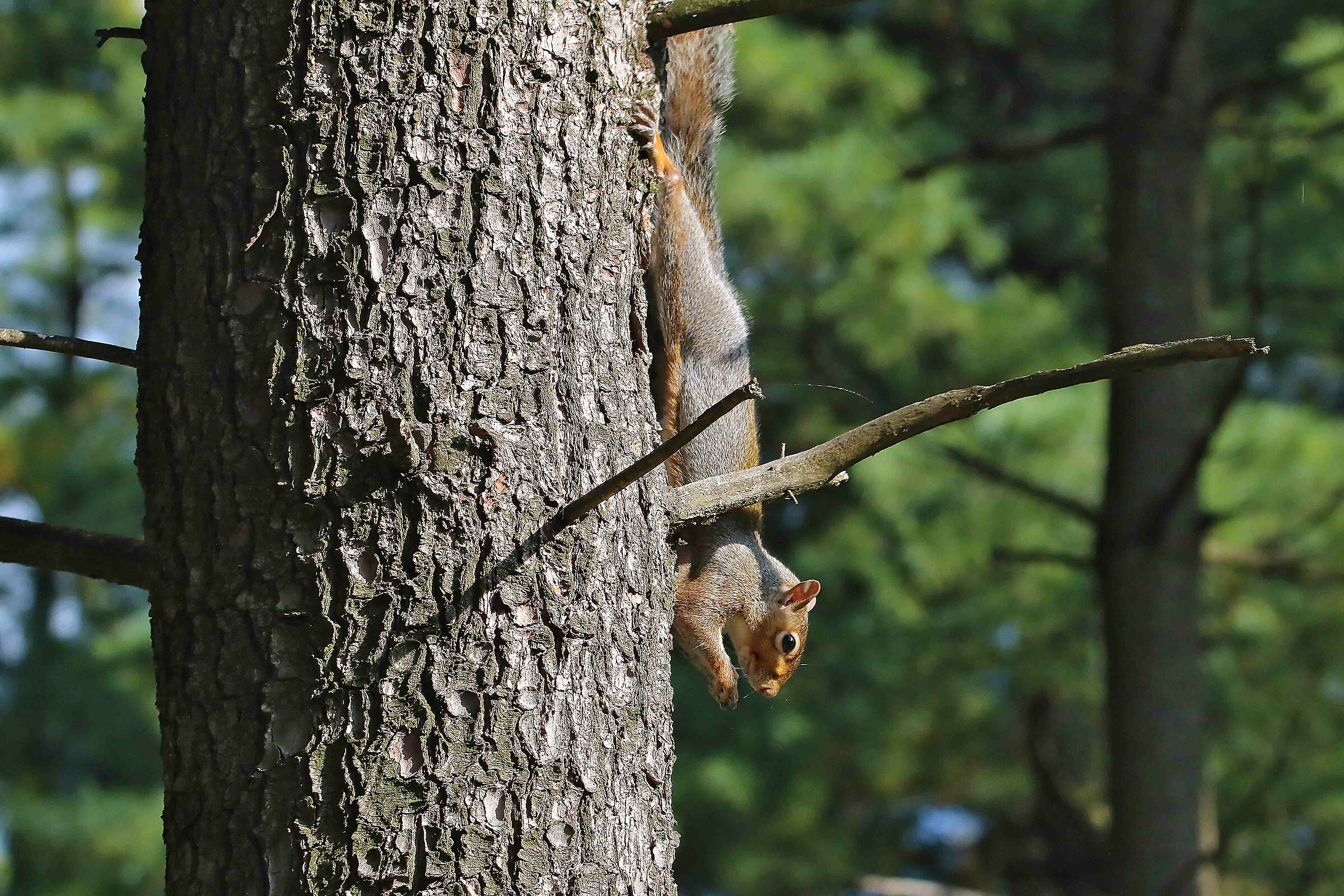 scoiattolo -stretching -