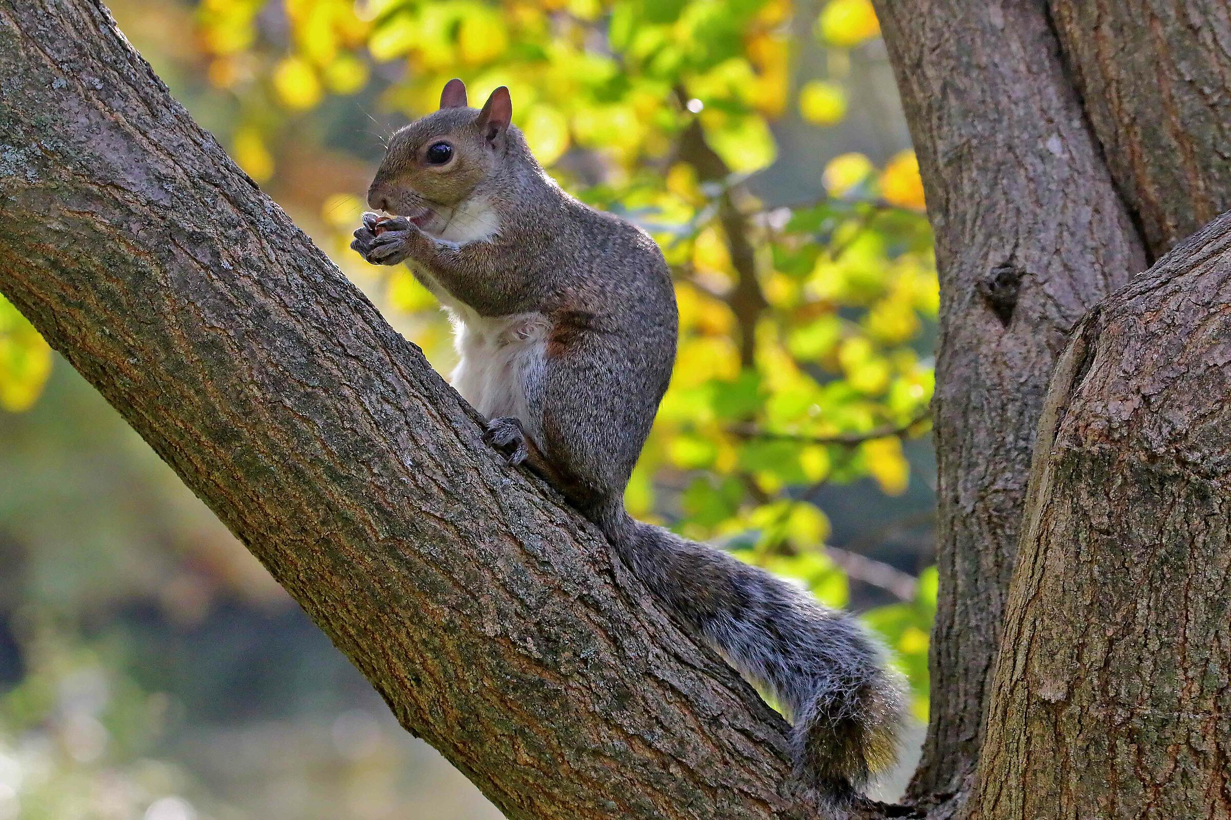 Squirrel