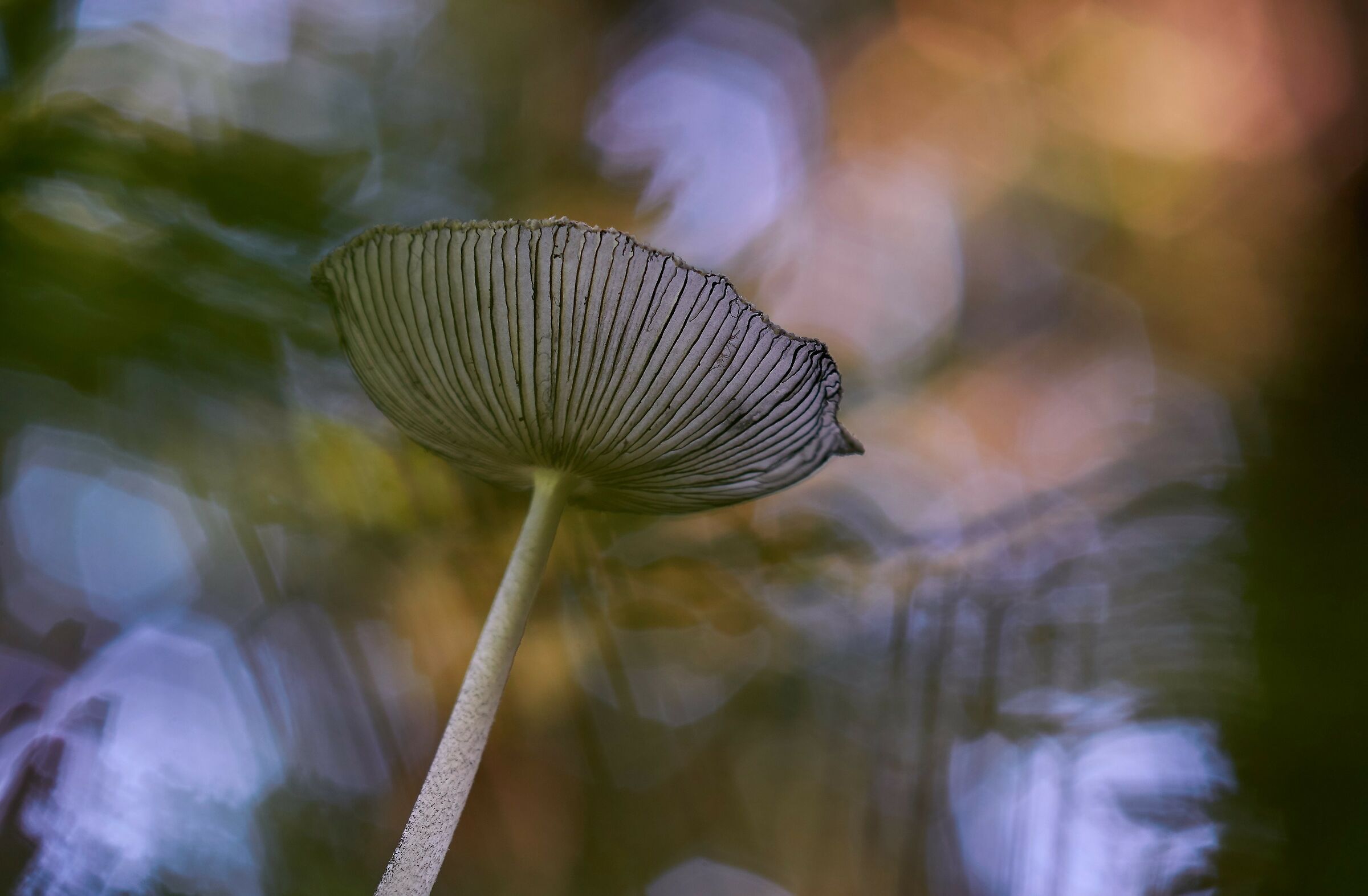 Immersione nel sottobosco