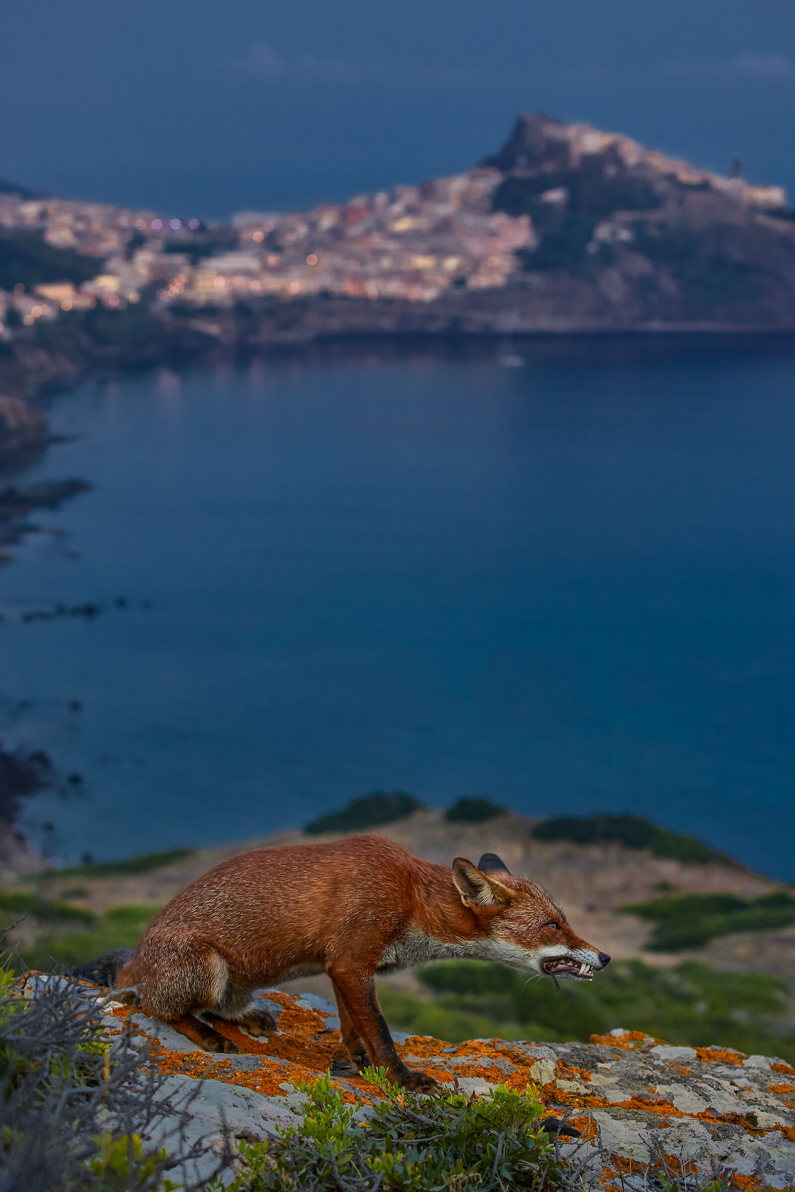 Sgranocchiando qualcosa di incommestibile all'alba