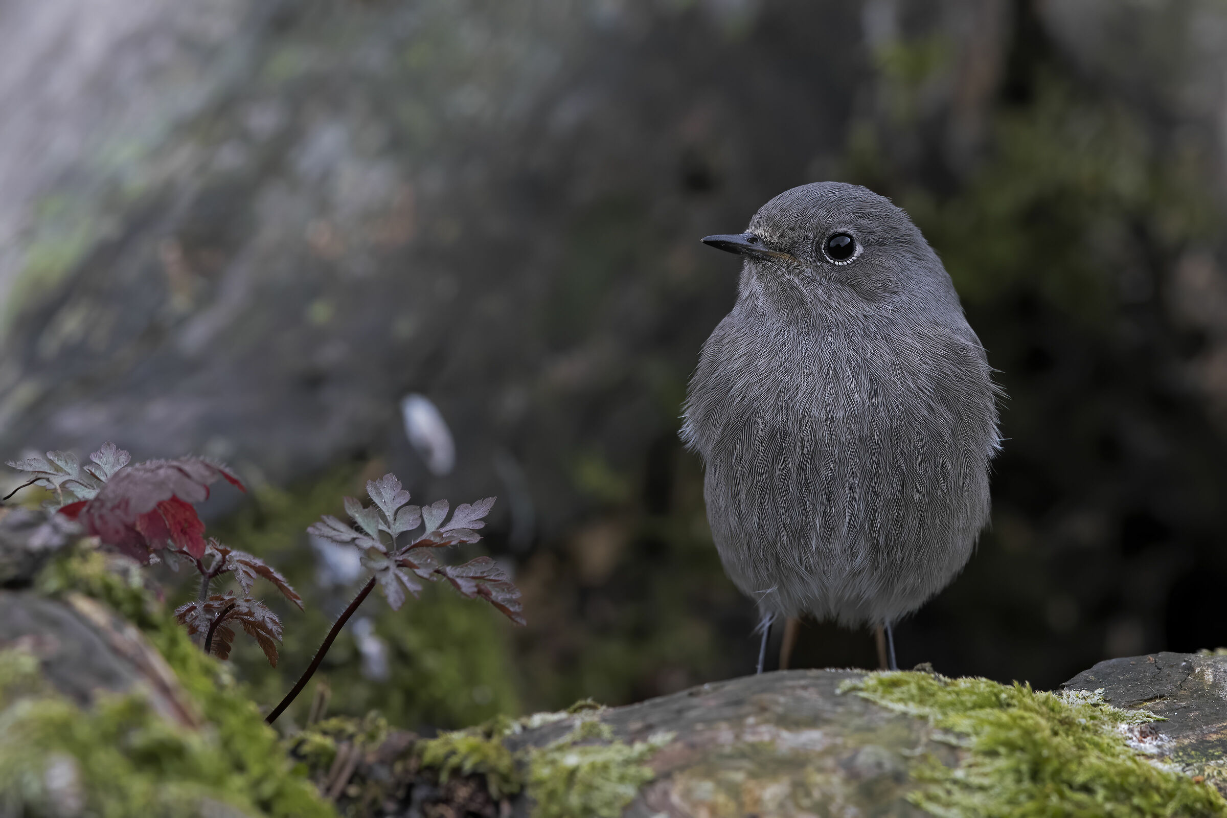 Codirosso spazzacamino