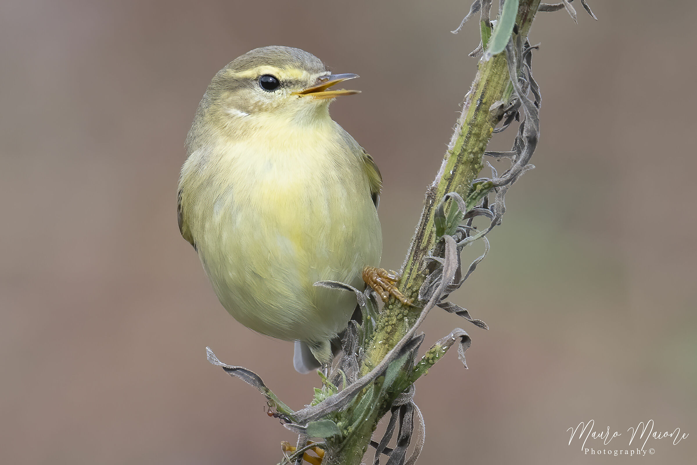 luì grosso e la formica