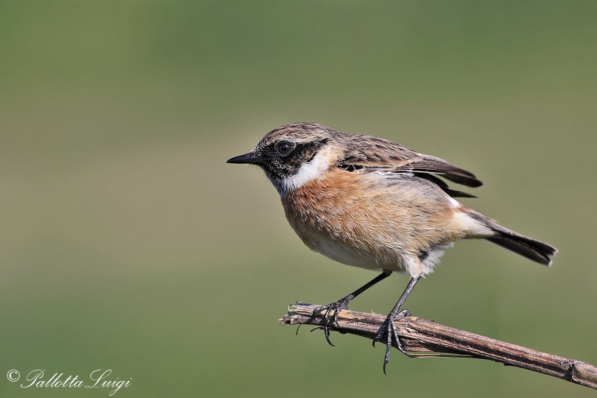 Stonechat (Saxicola torquata)