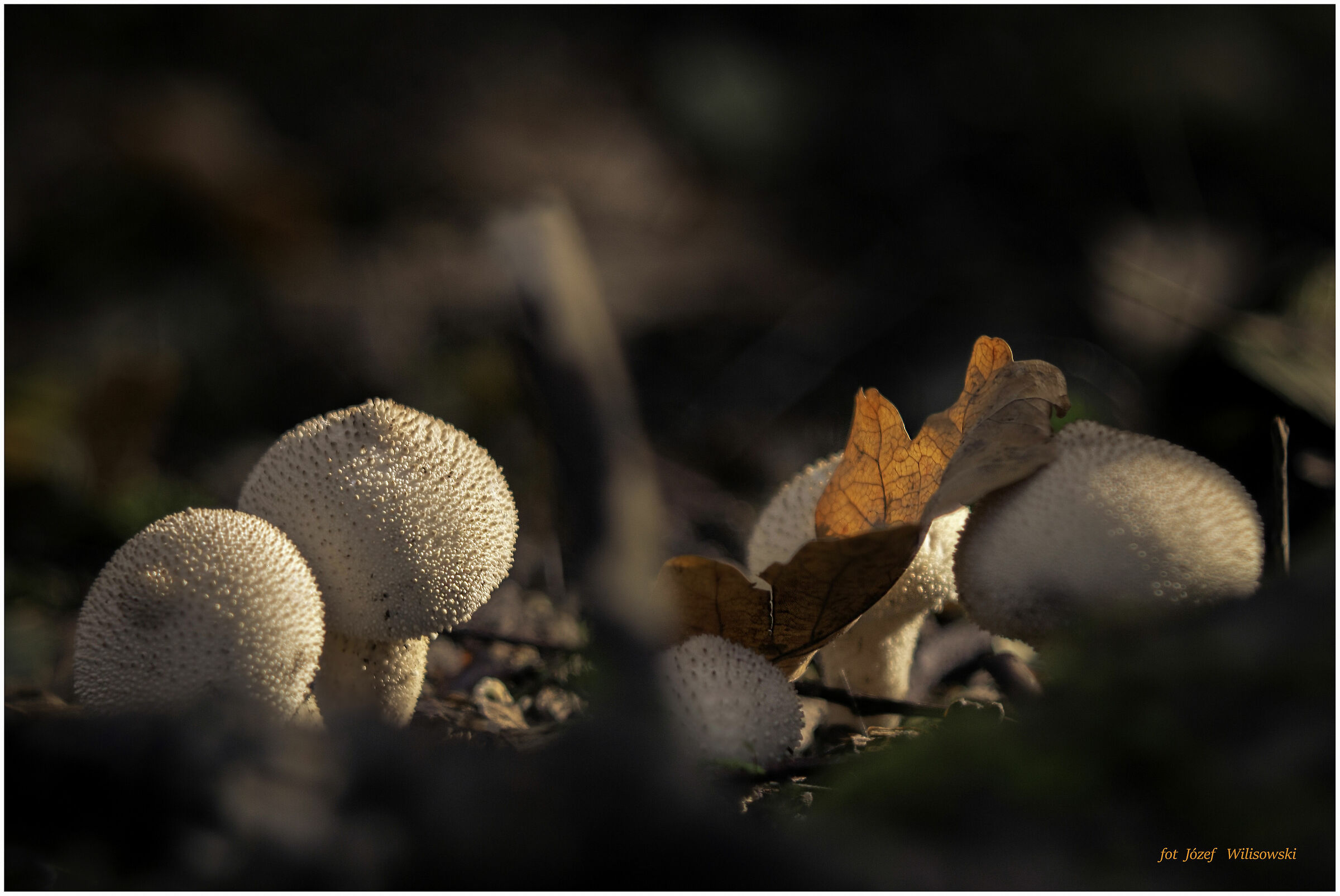 Diaplan 80 /2,8 Modificato