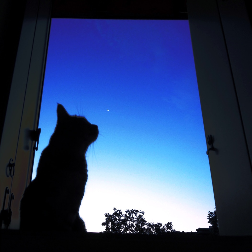 Il gatto con la luna