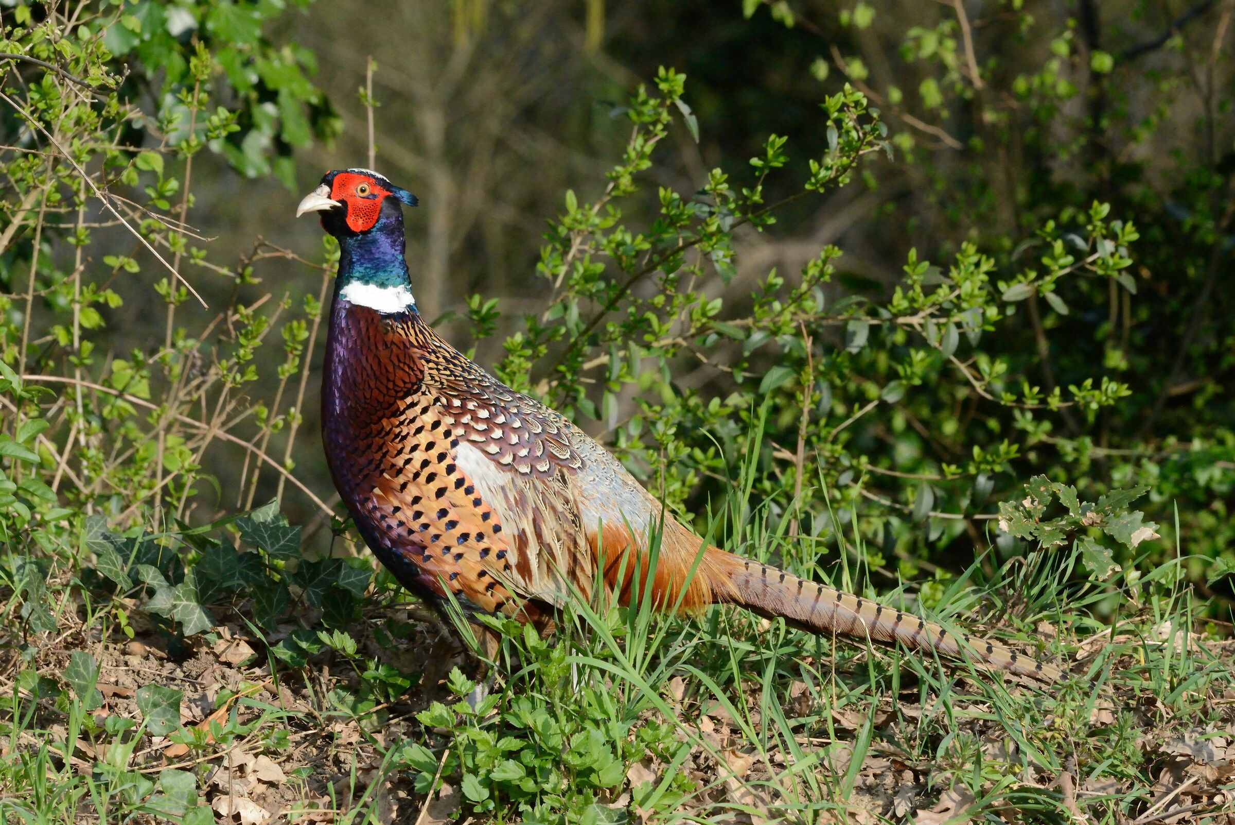 A pheasant walks during a hunting truce.