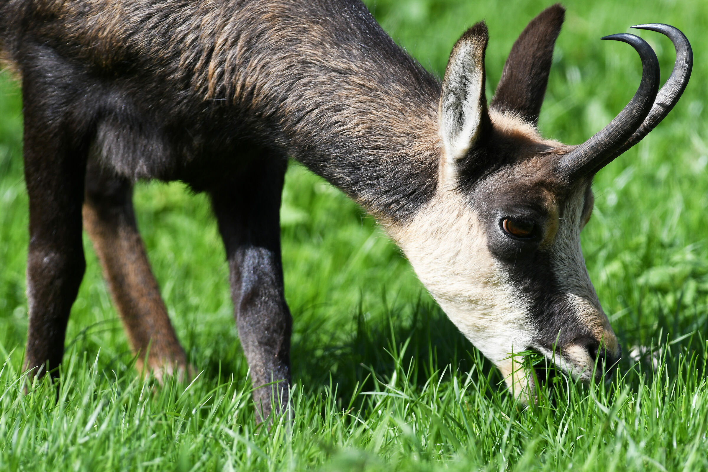 Portrait of Roe deer