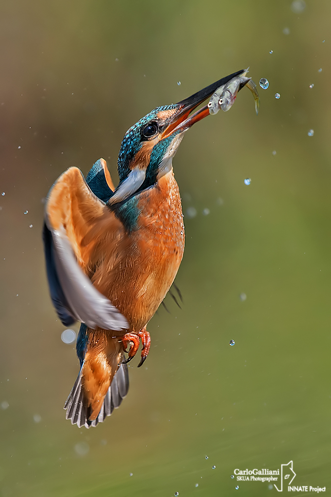 Kingfisher