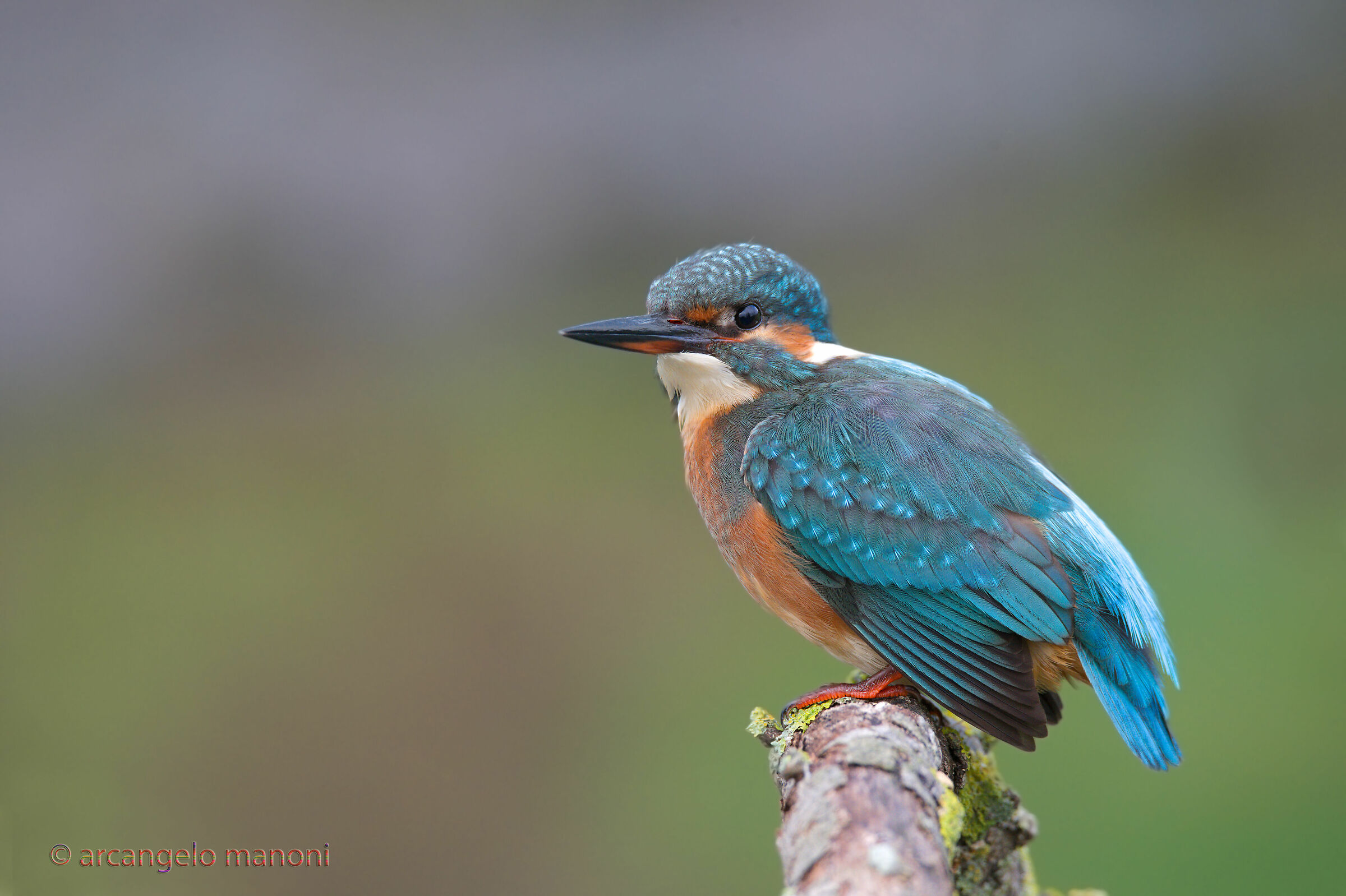 The faithful martina