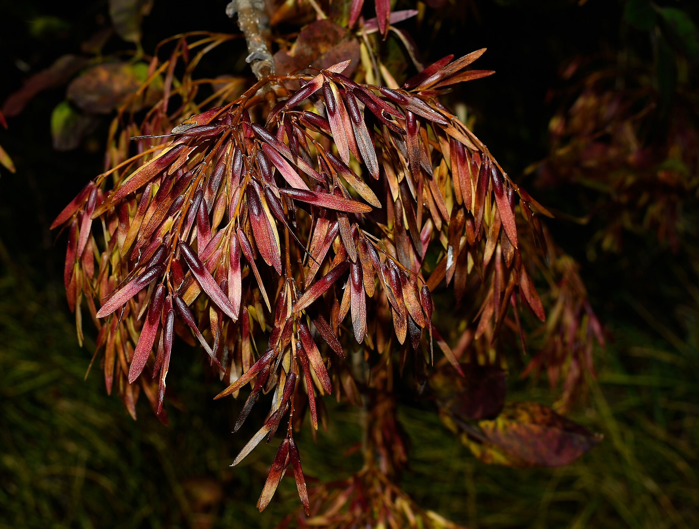 Infiorescenze autunnali n.2