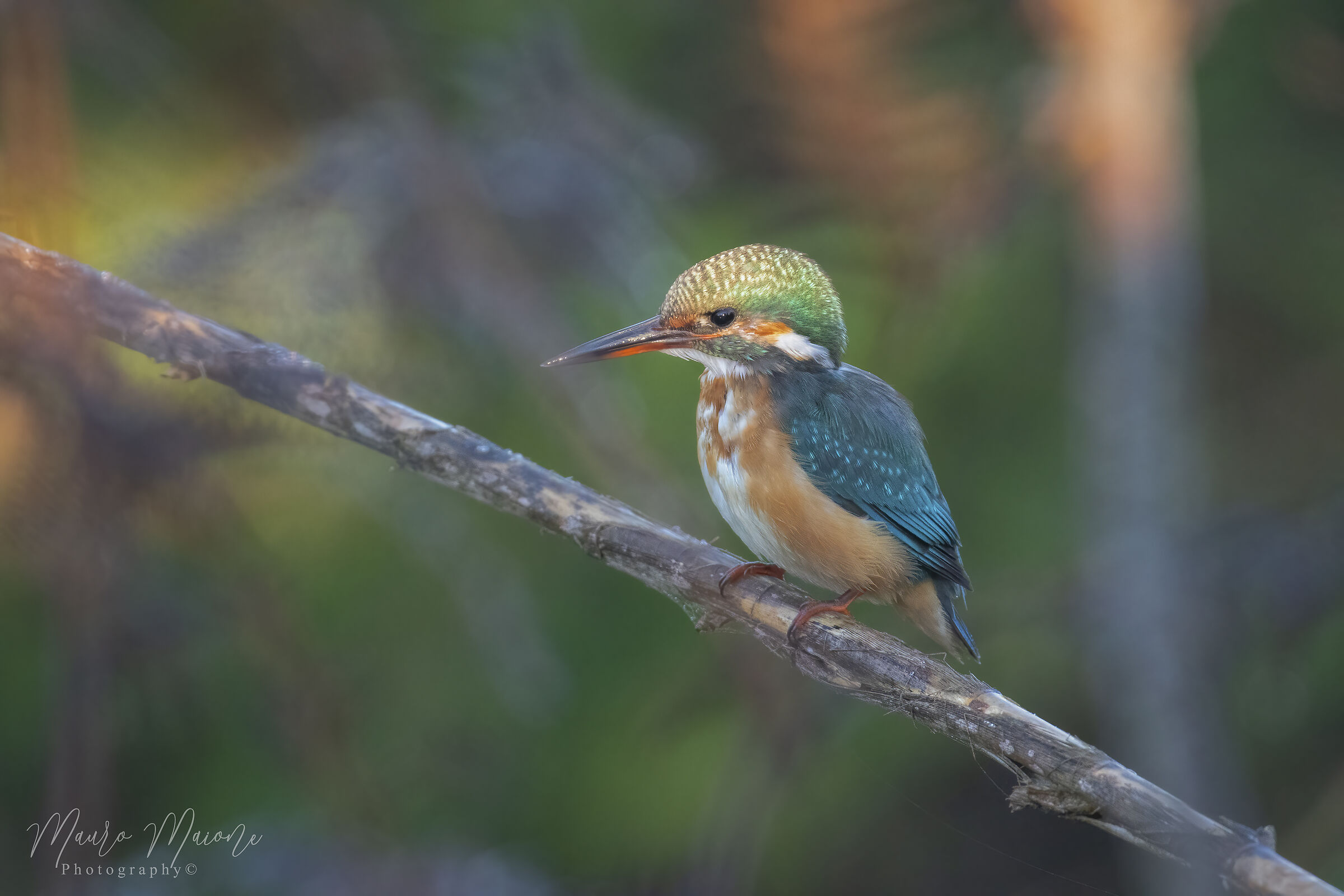raggio di luce su Martino femmina