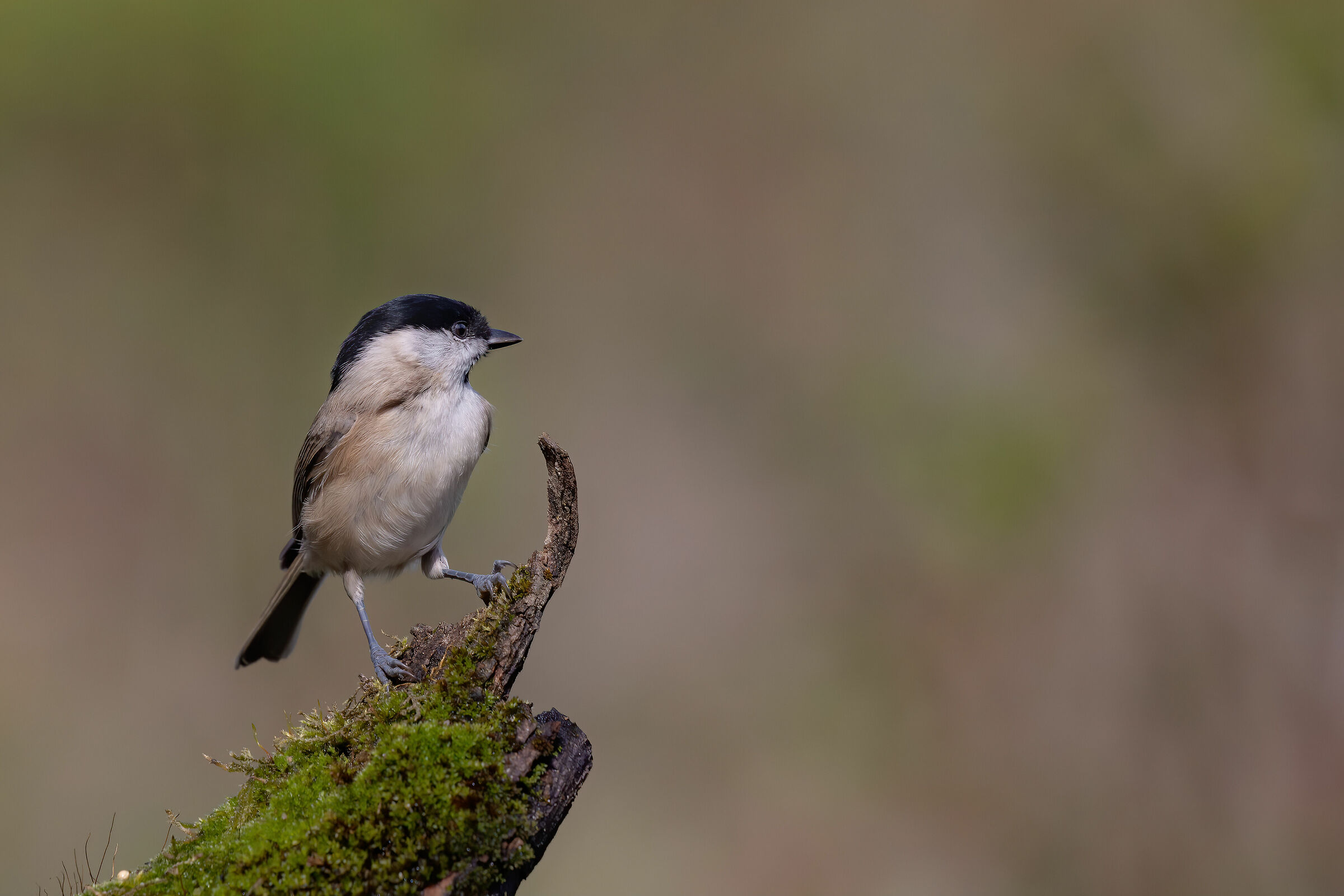 The bigotry in the leading mood