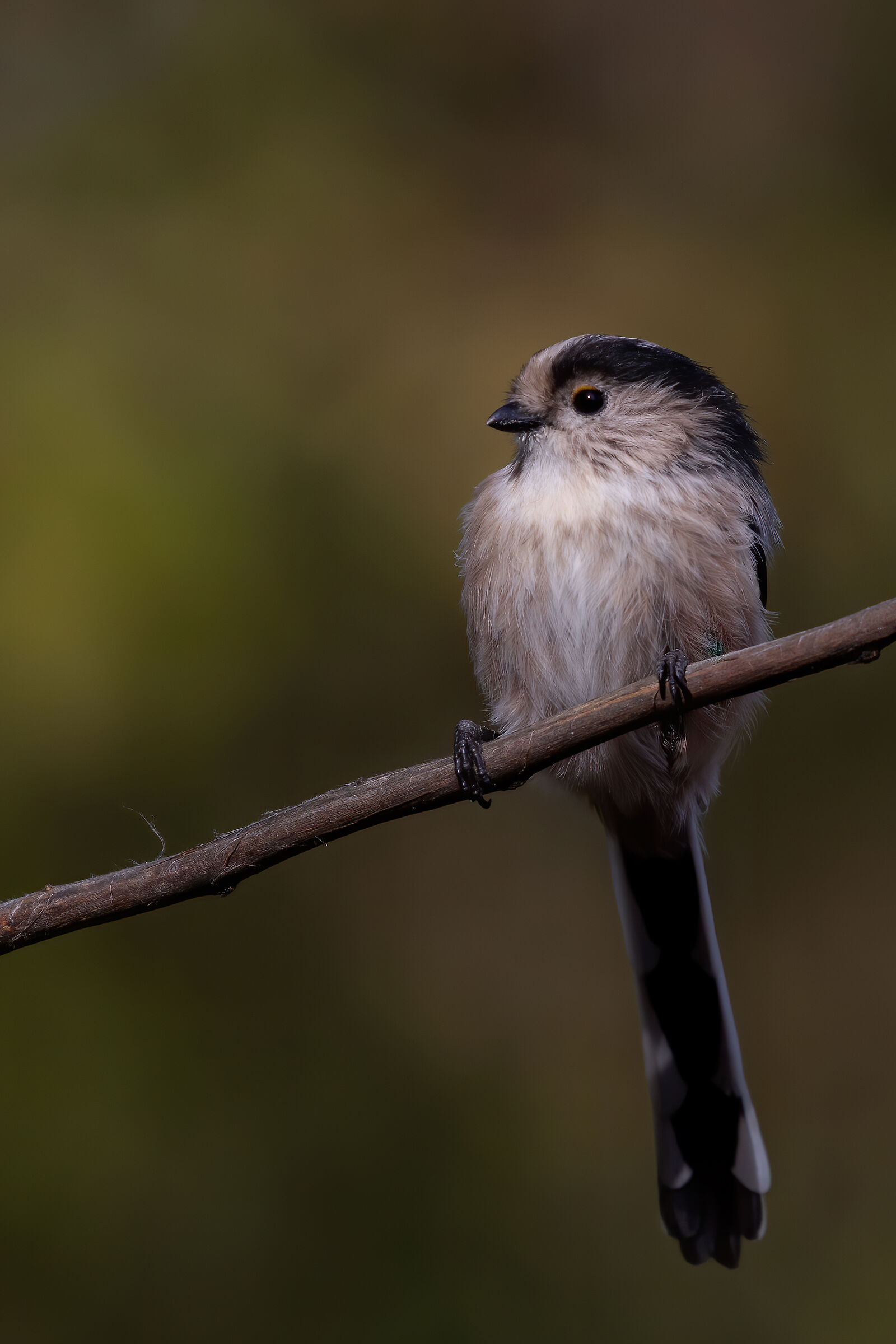 Codibugnolo mon amour