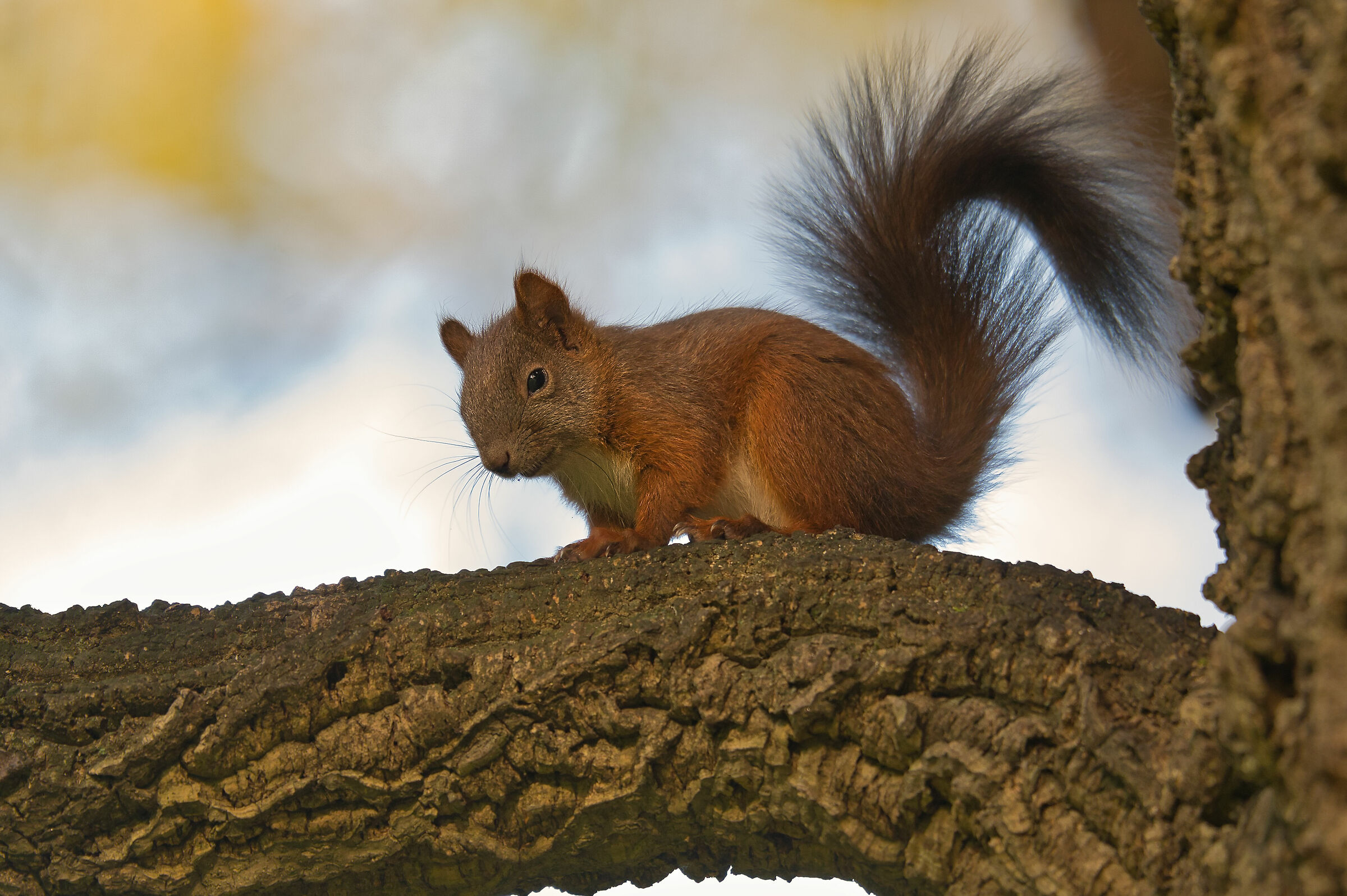 Common Squirrel