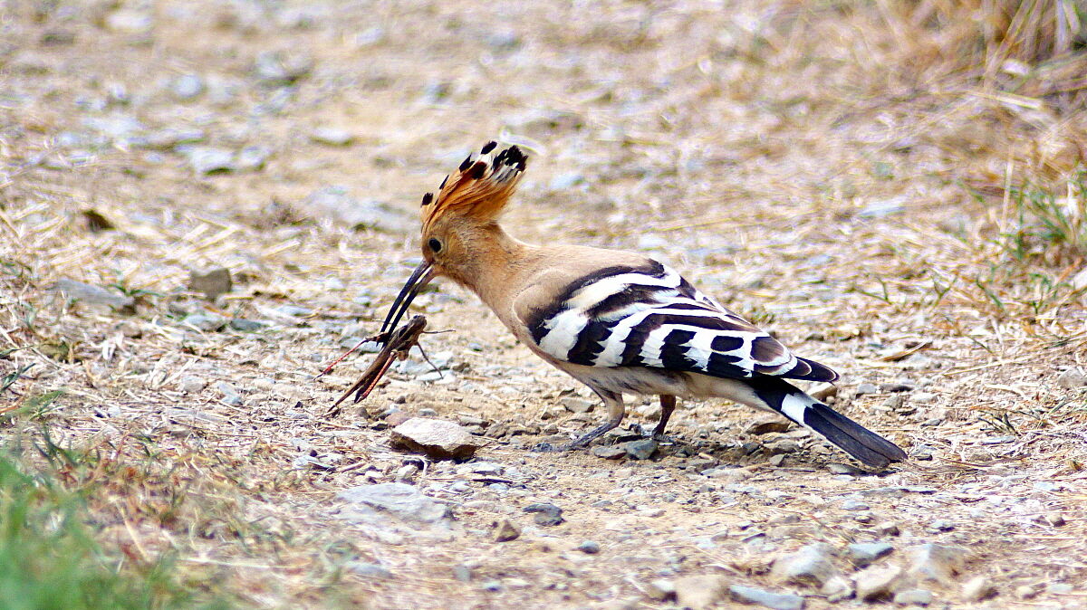 La difficile cattura