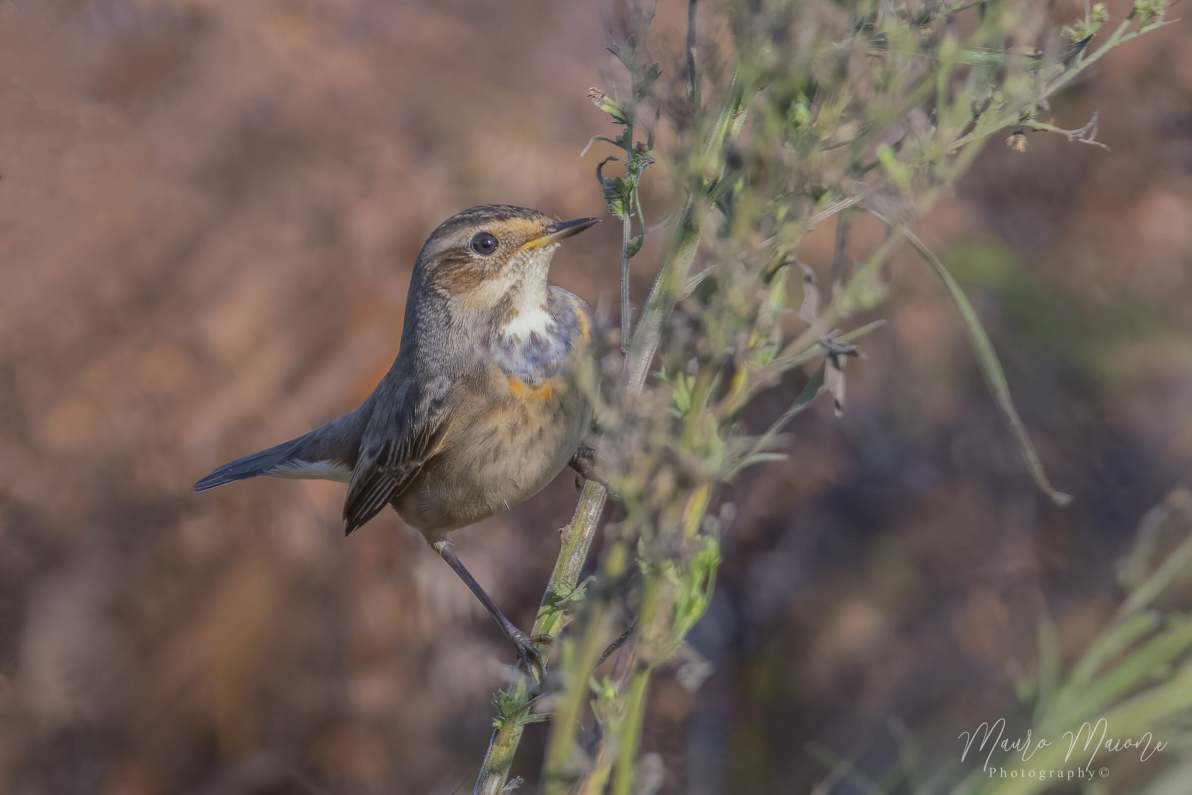 giovane pettoazzurro