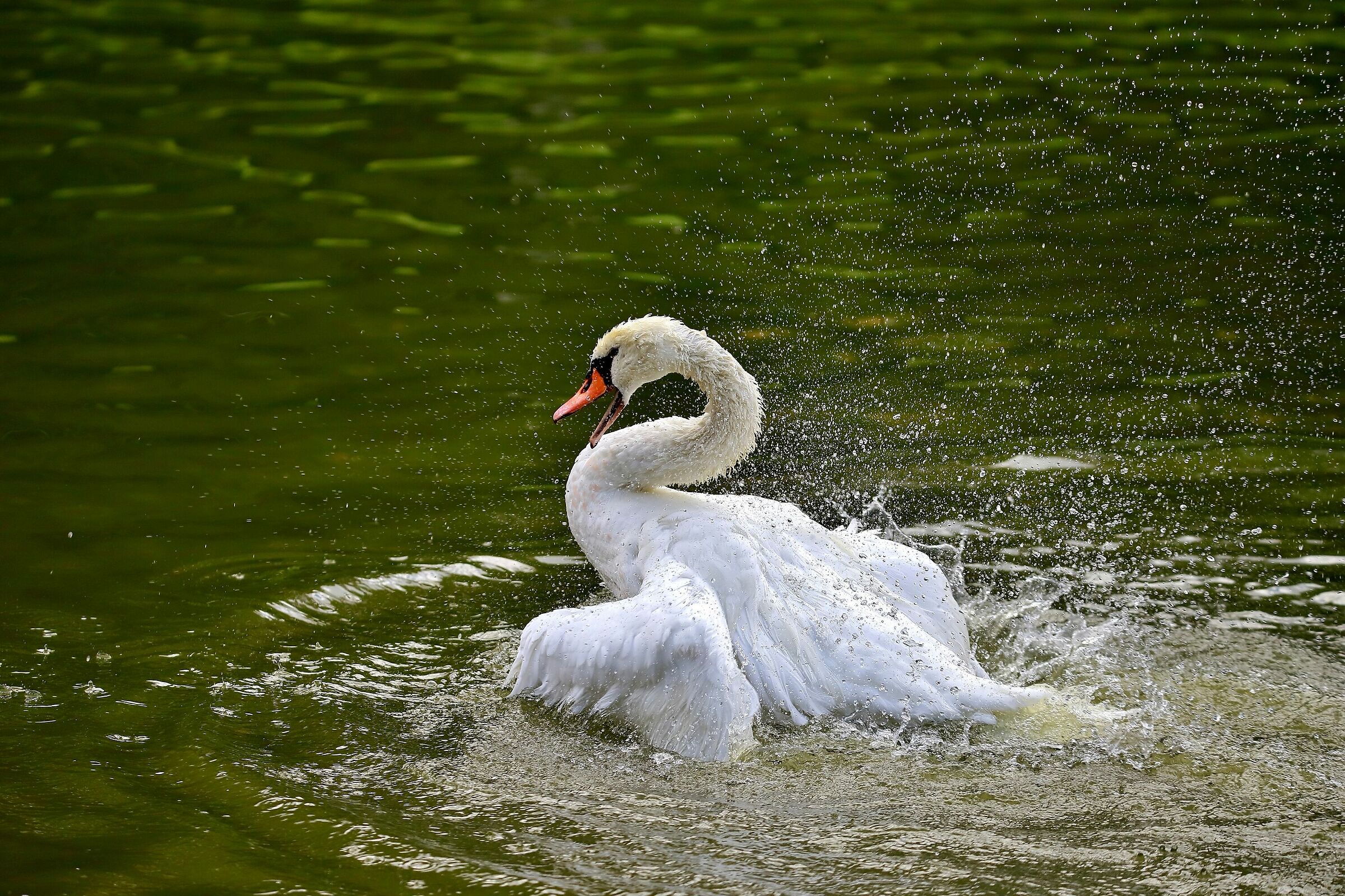 Sono infuriato......