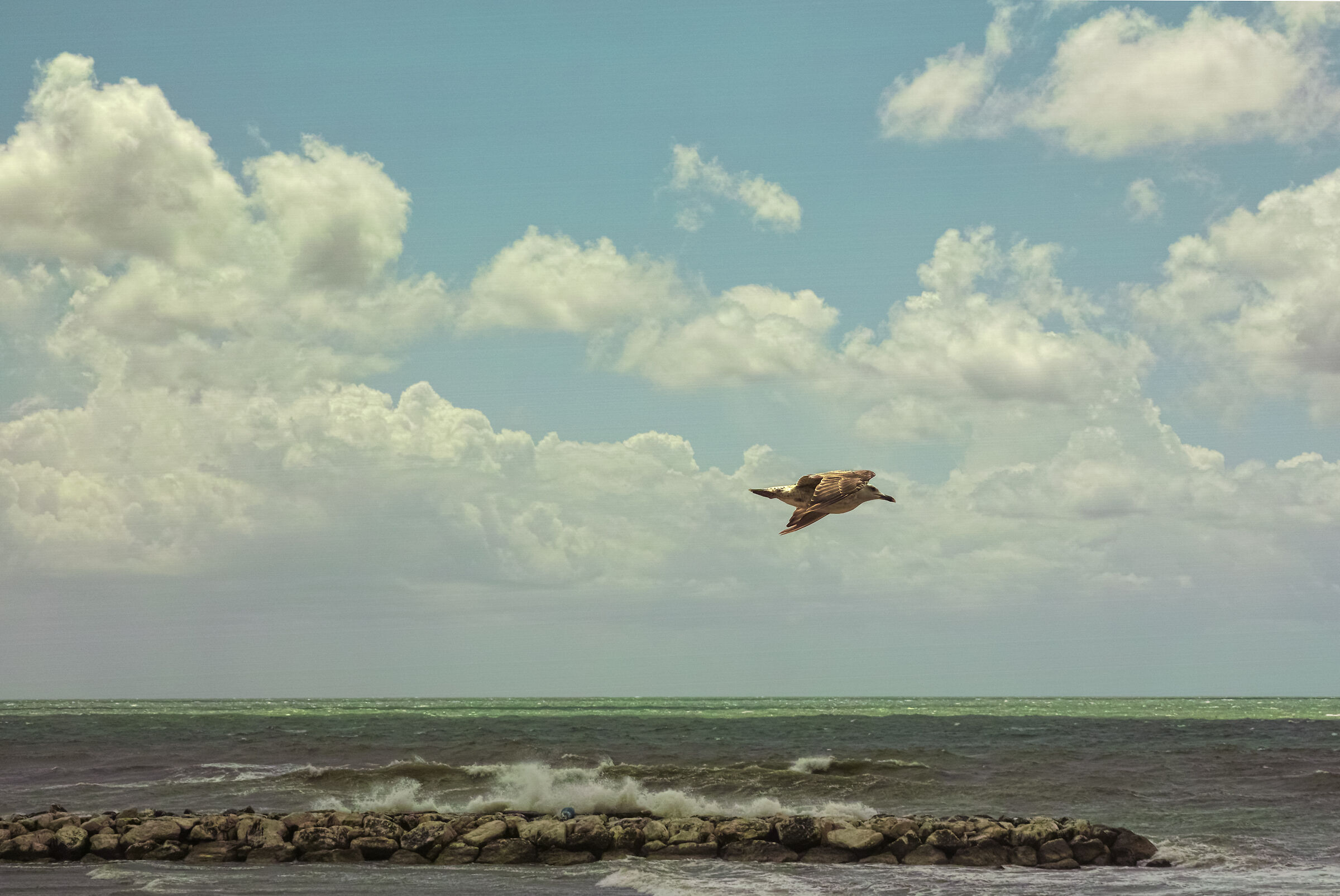 Gabbiano parallelo con la linea orizzonte