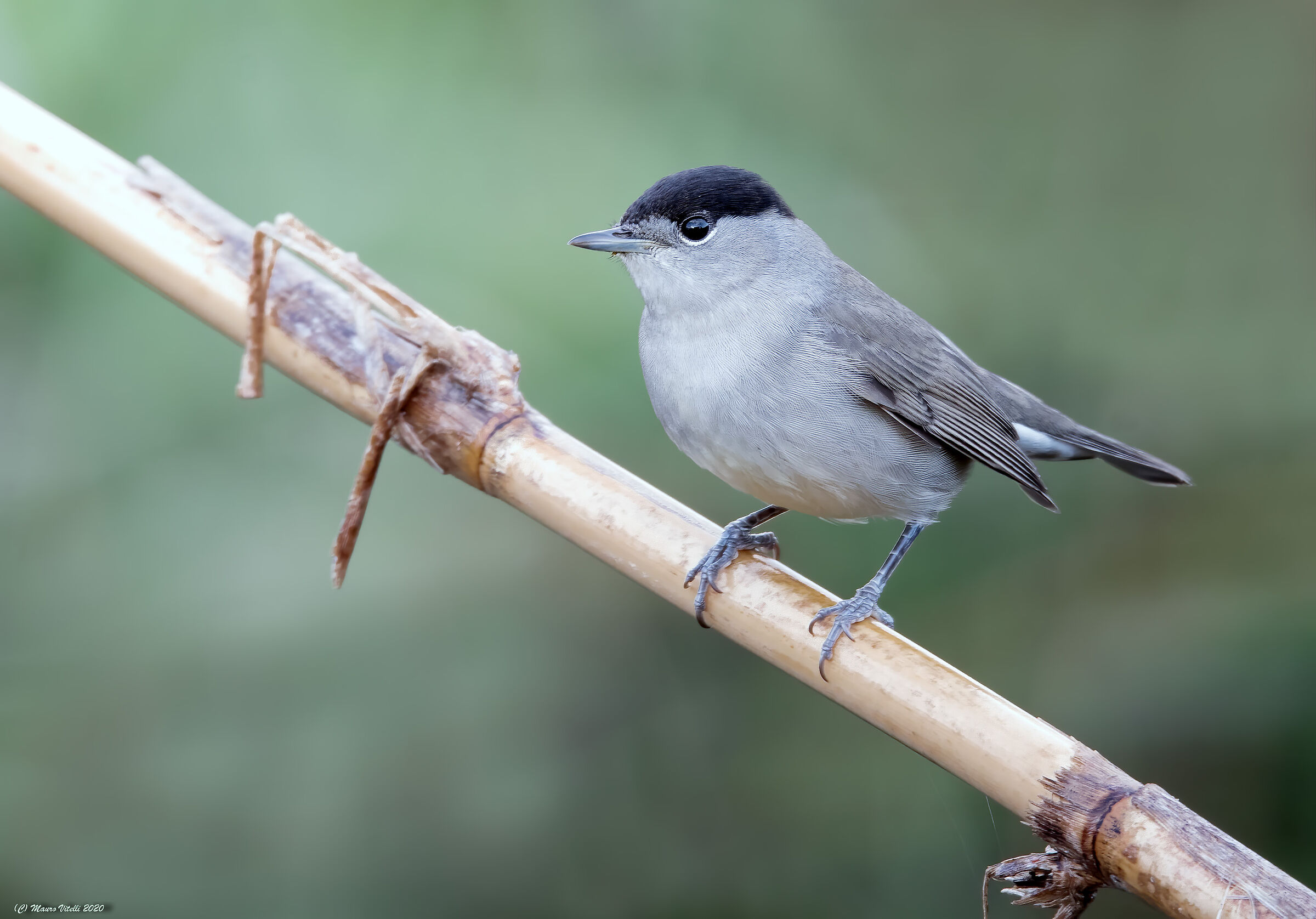 Capinera (Sylvia atricapilla)