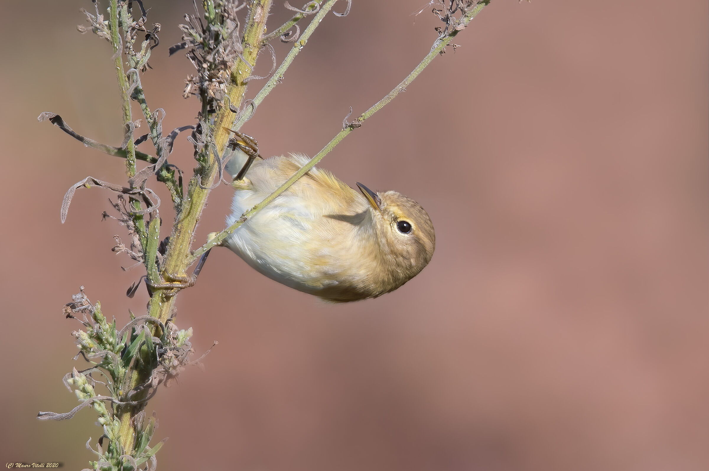 Luì Piccolo of the Canary Islands (Phylloscopus canar...