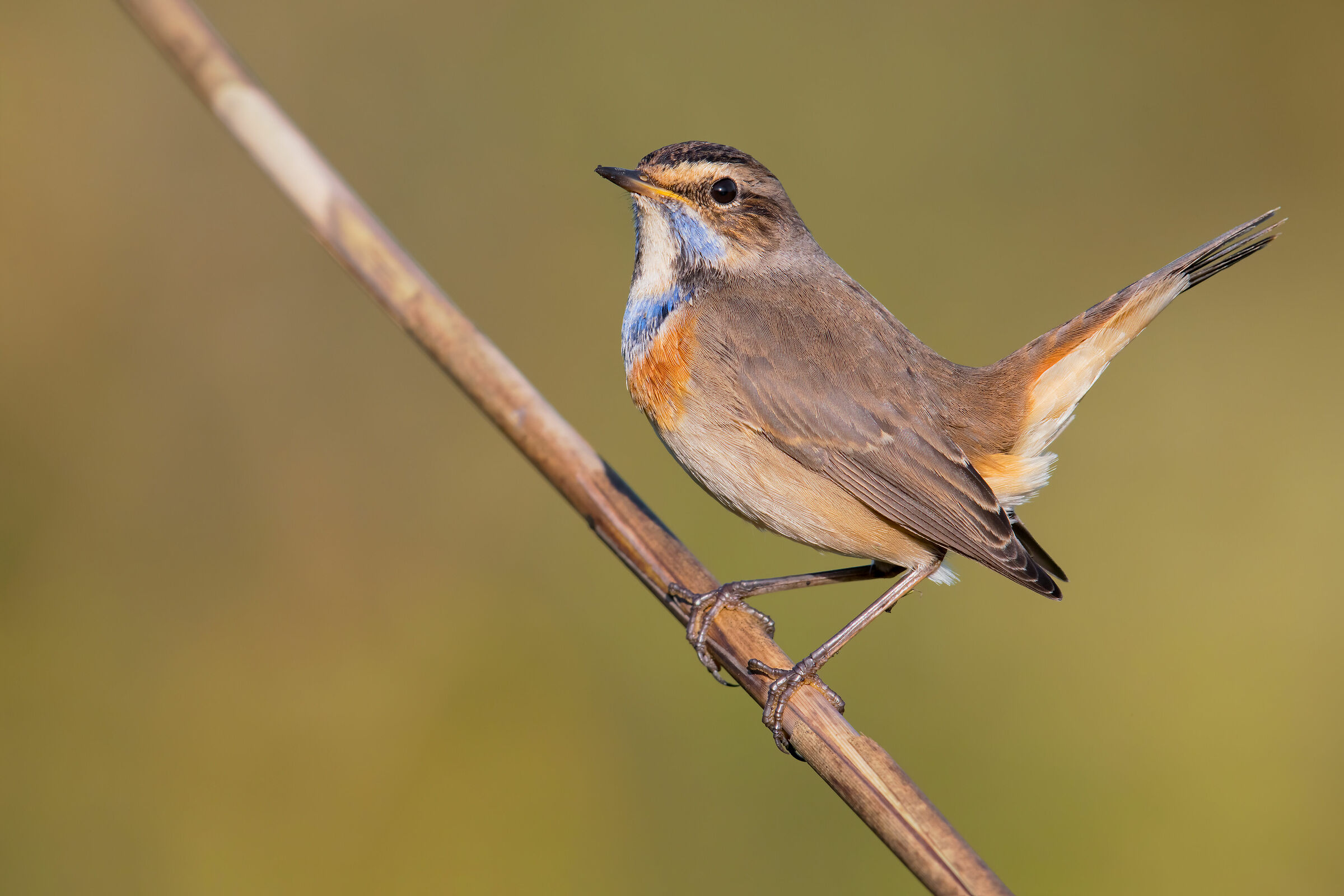 Pettazzurro R5 con 2X