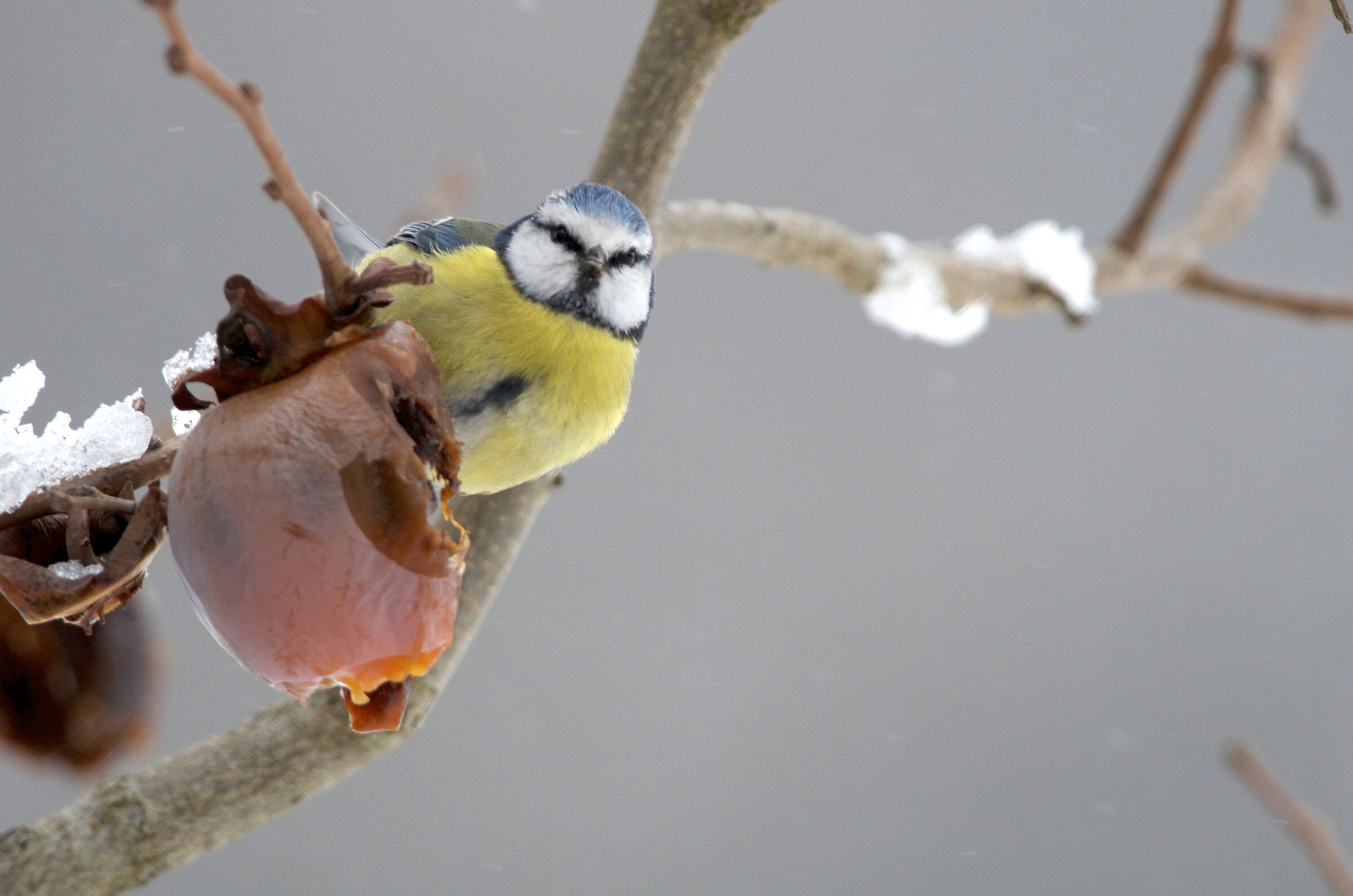 A hungry and cold bird.