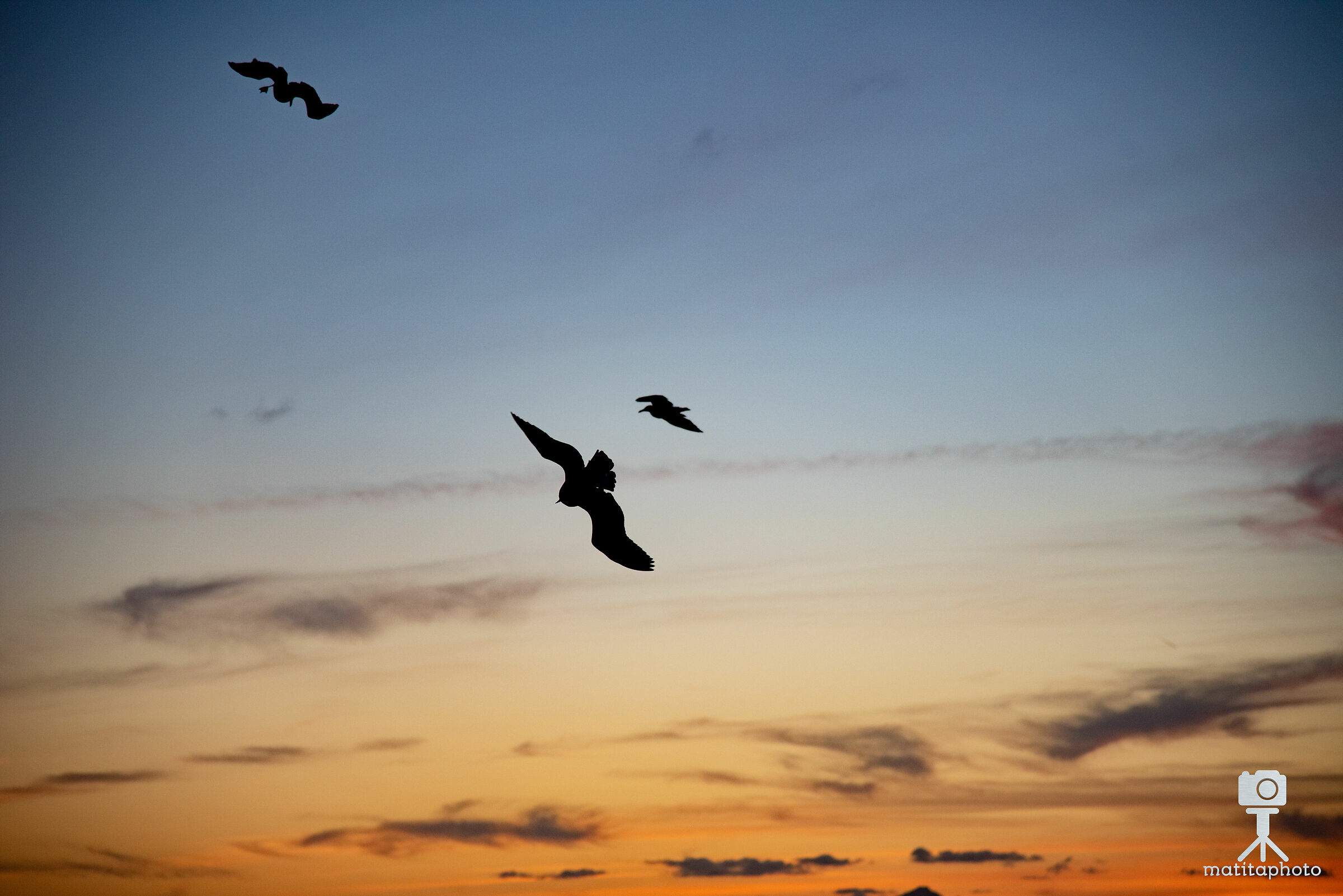 Seagulls at sunset
