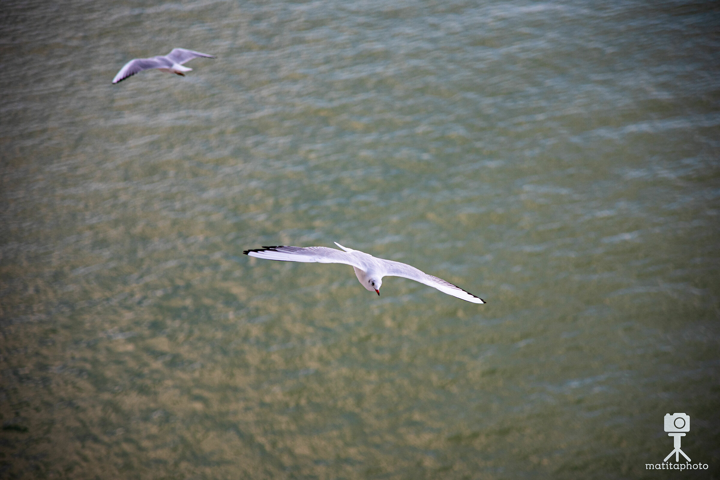 Seagulls from the Cruise
