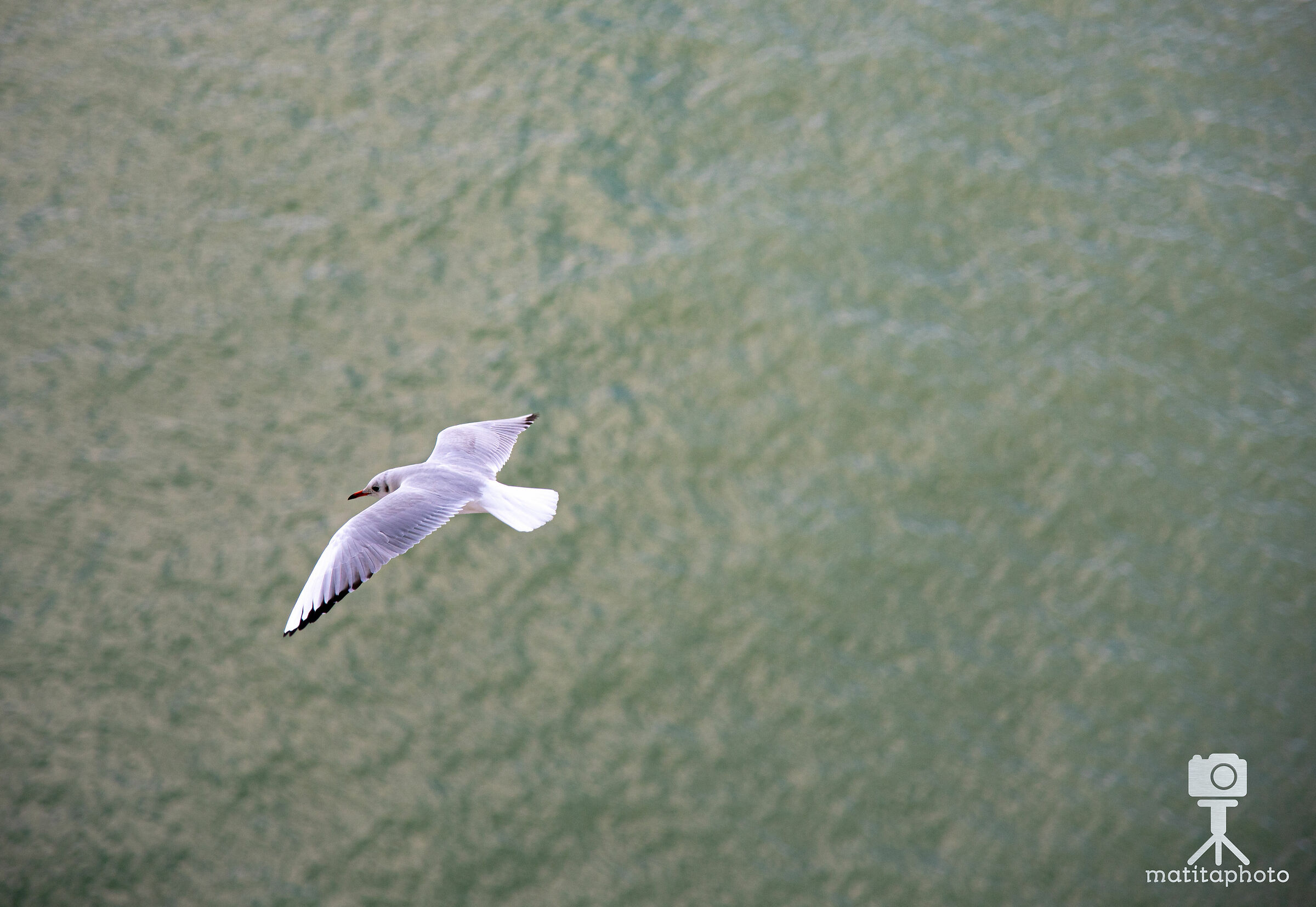 Seagull Cruise