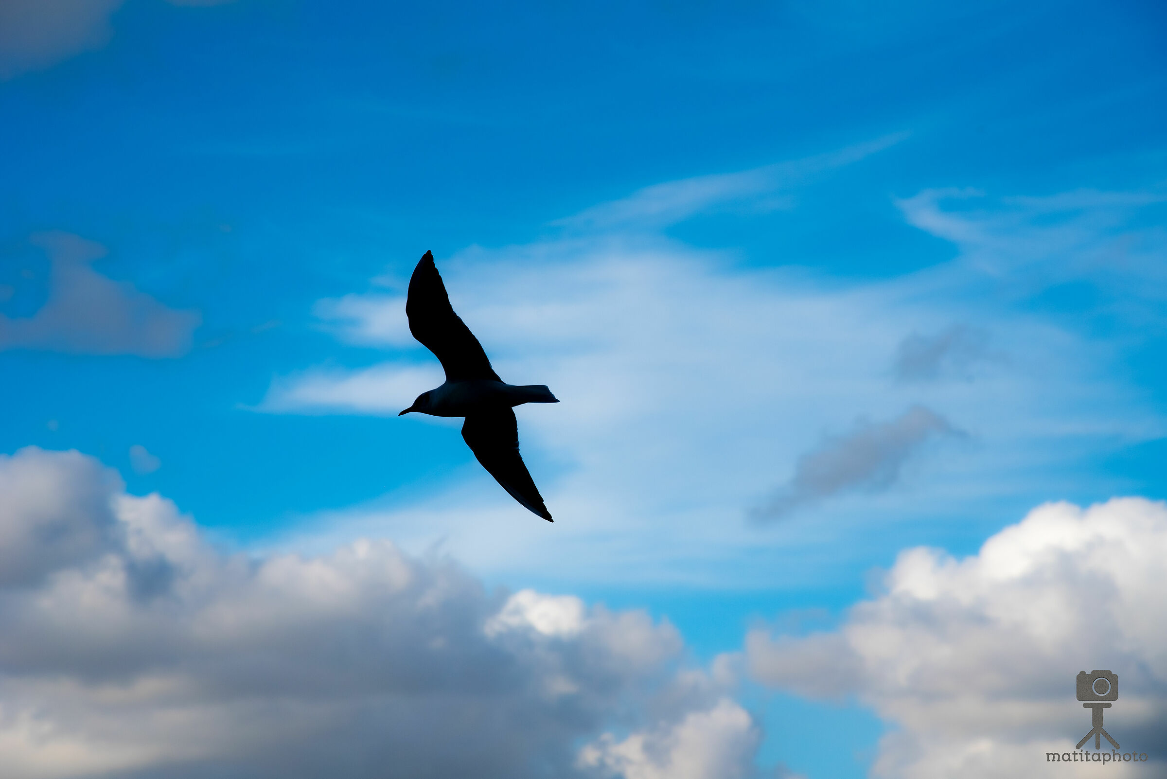 Seagull figure