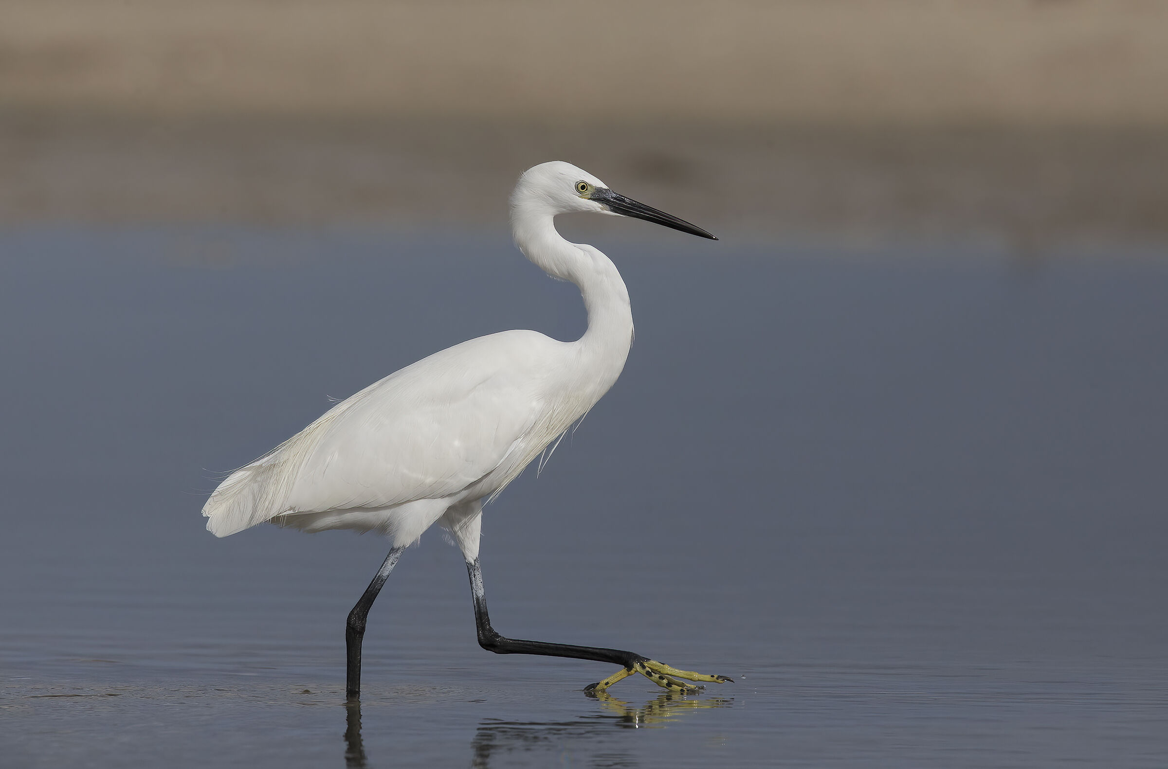 egrets