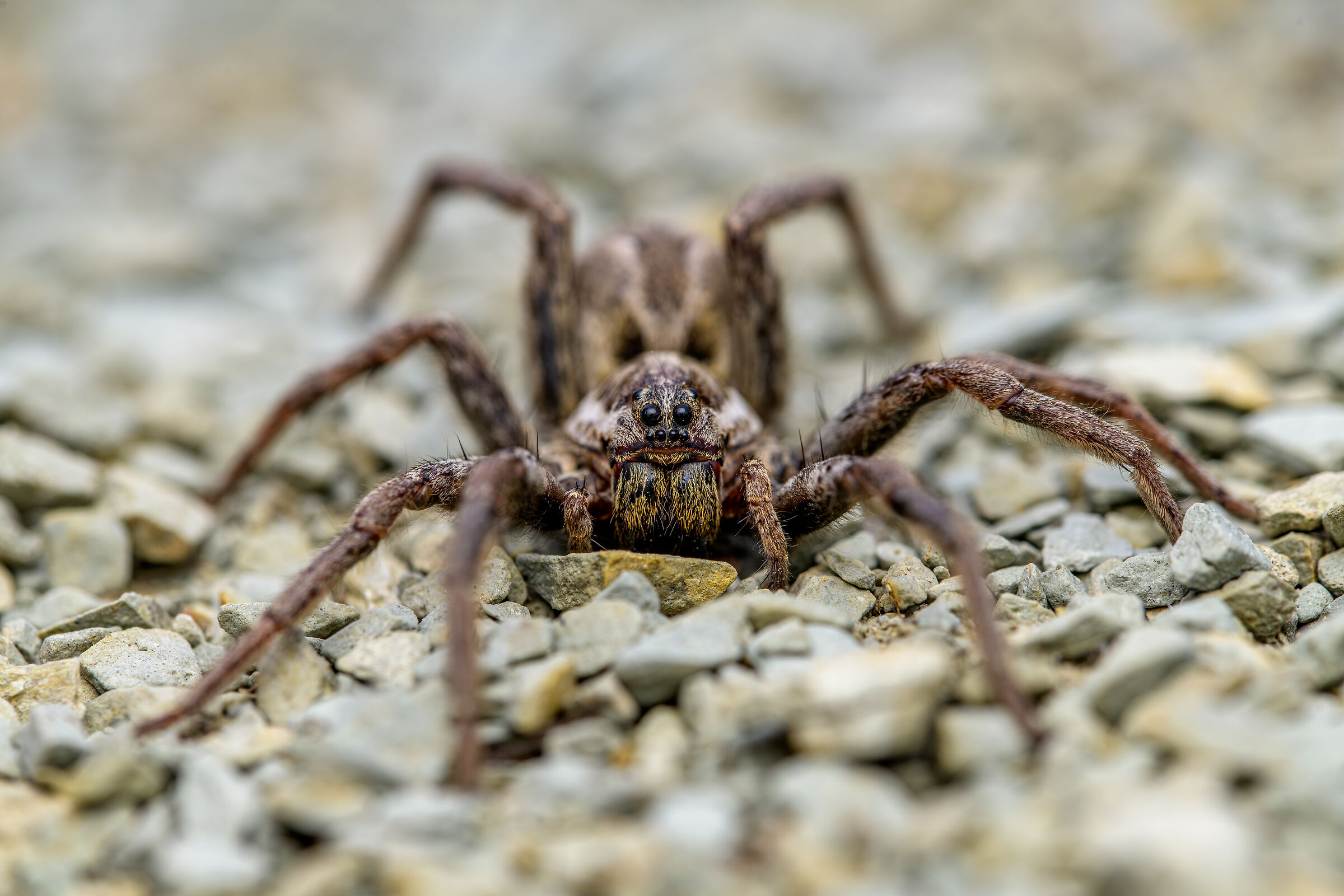Wolf spider