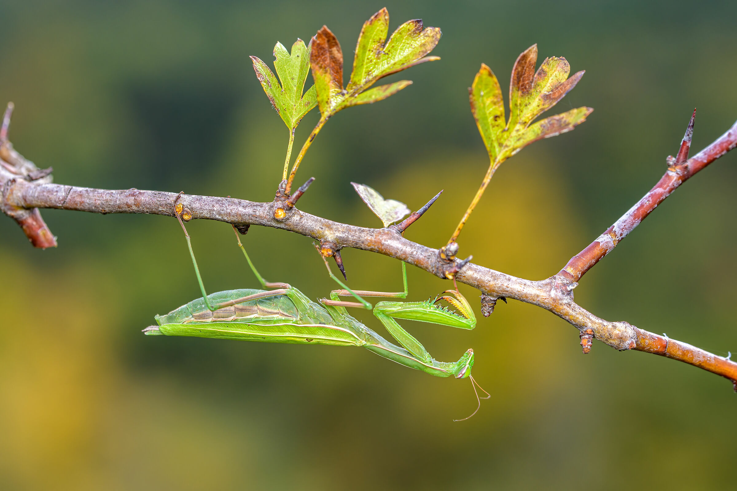 The autumn and the praying mantis