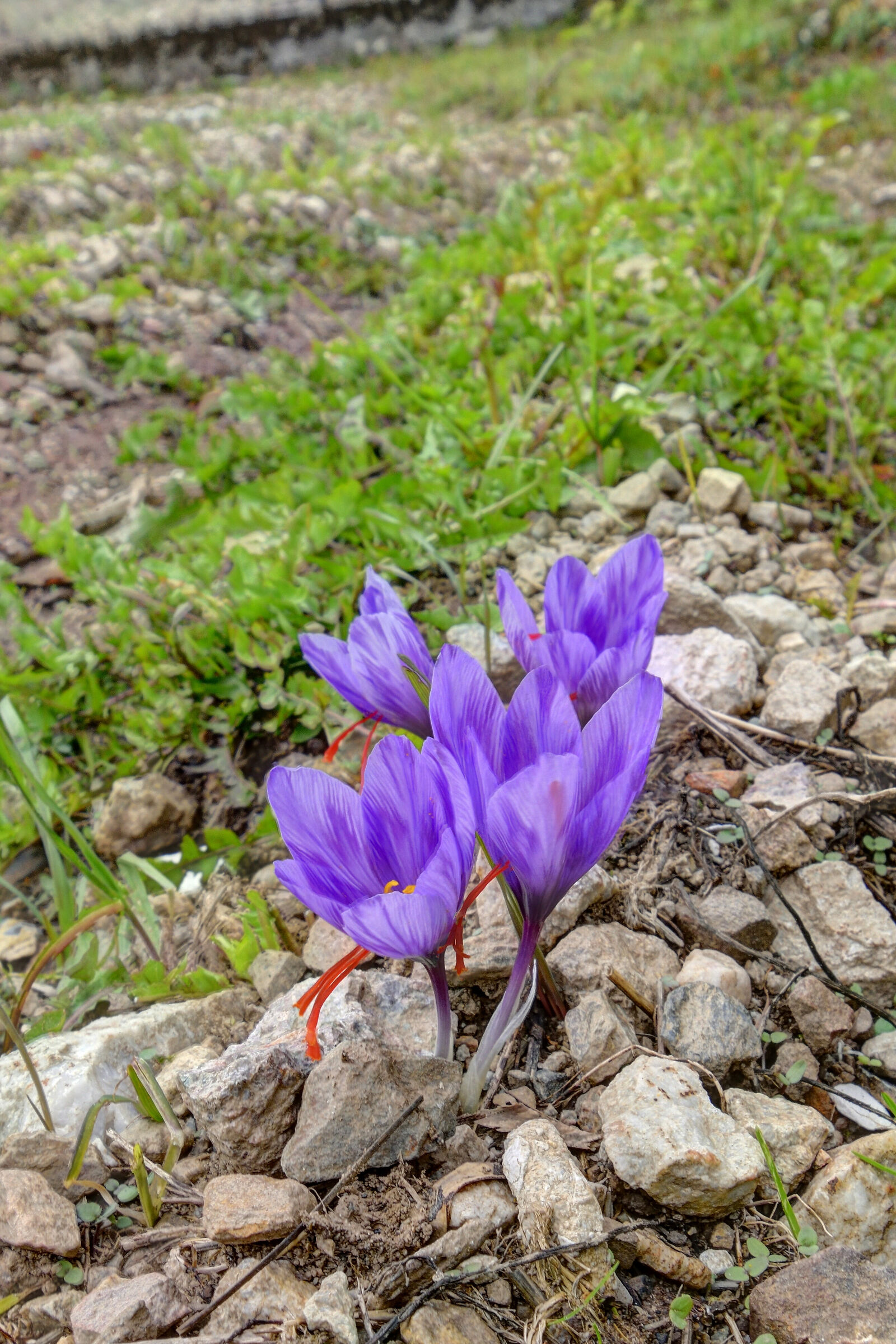 Saffron flowers