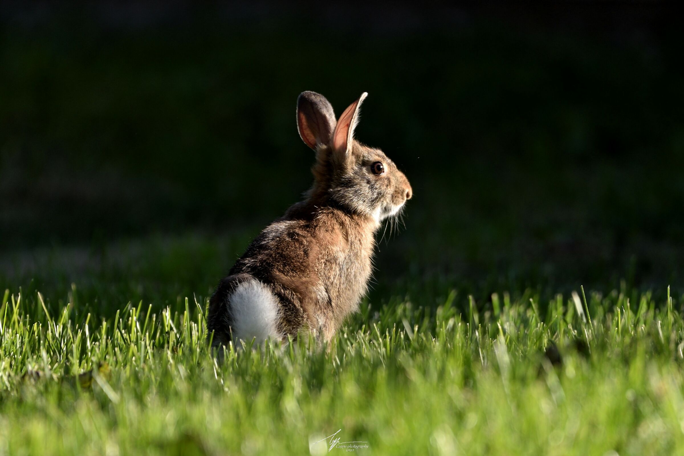 Un'ospite inaspettato nel giardino di casa