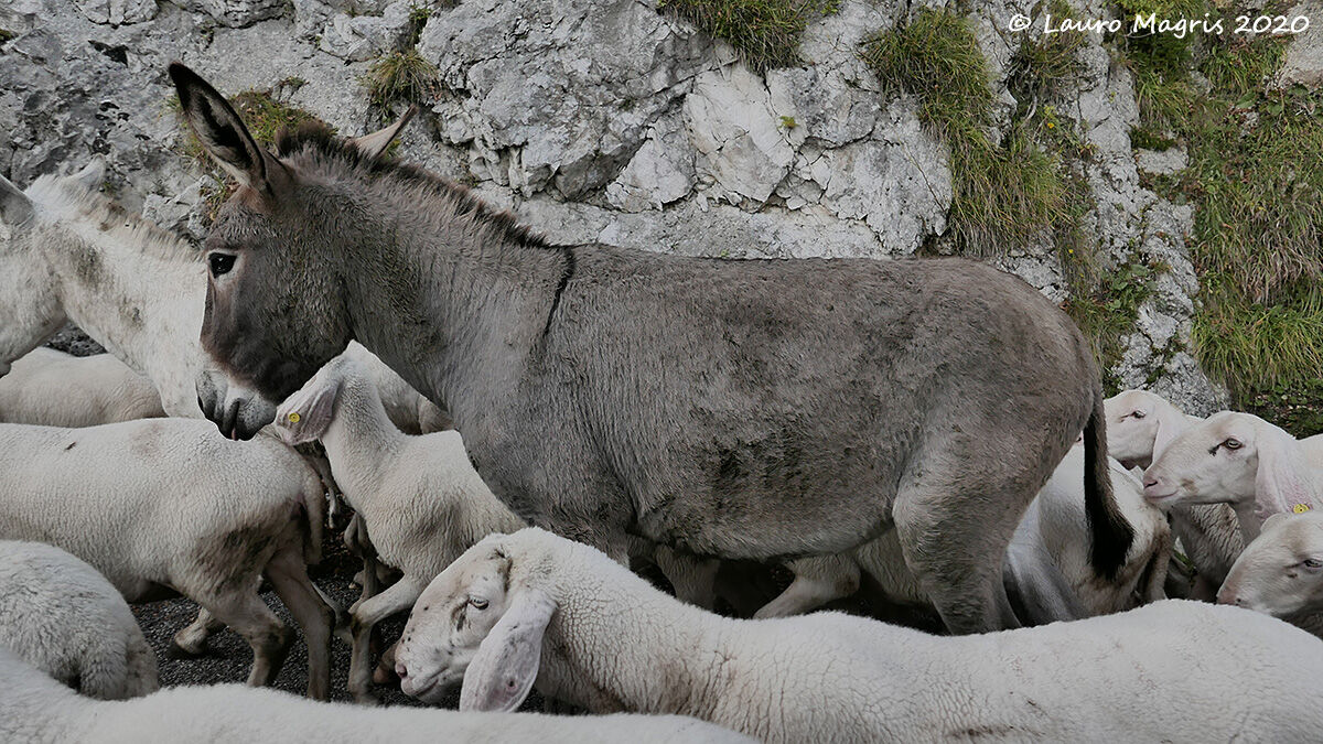 L'asino e le sue fans