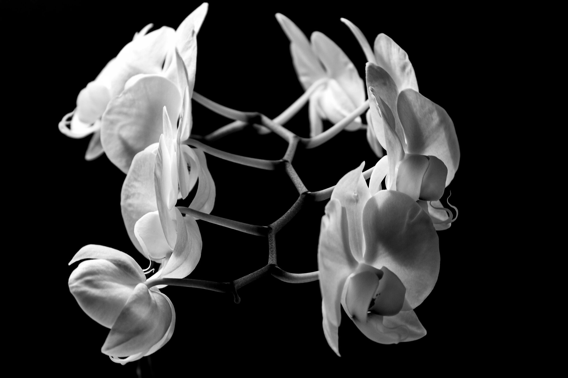 see you bloom every year