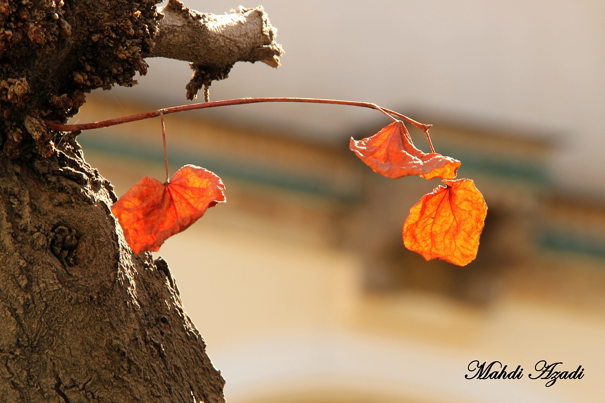 Last Leaf ...