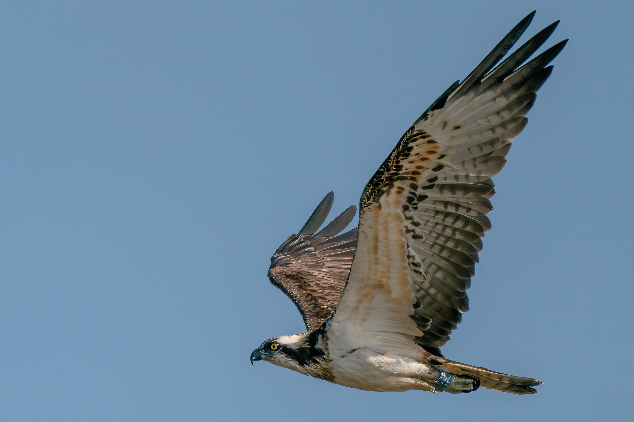 Falco pescatore anellato