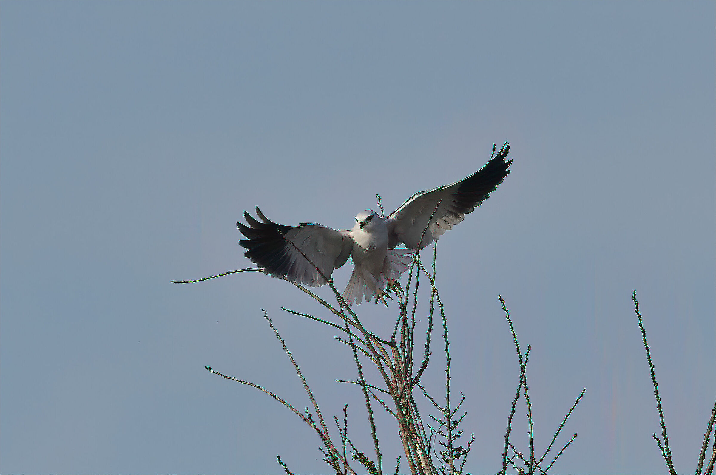 white kite