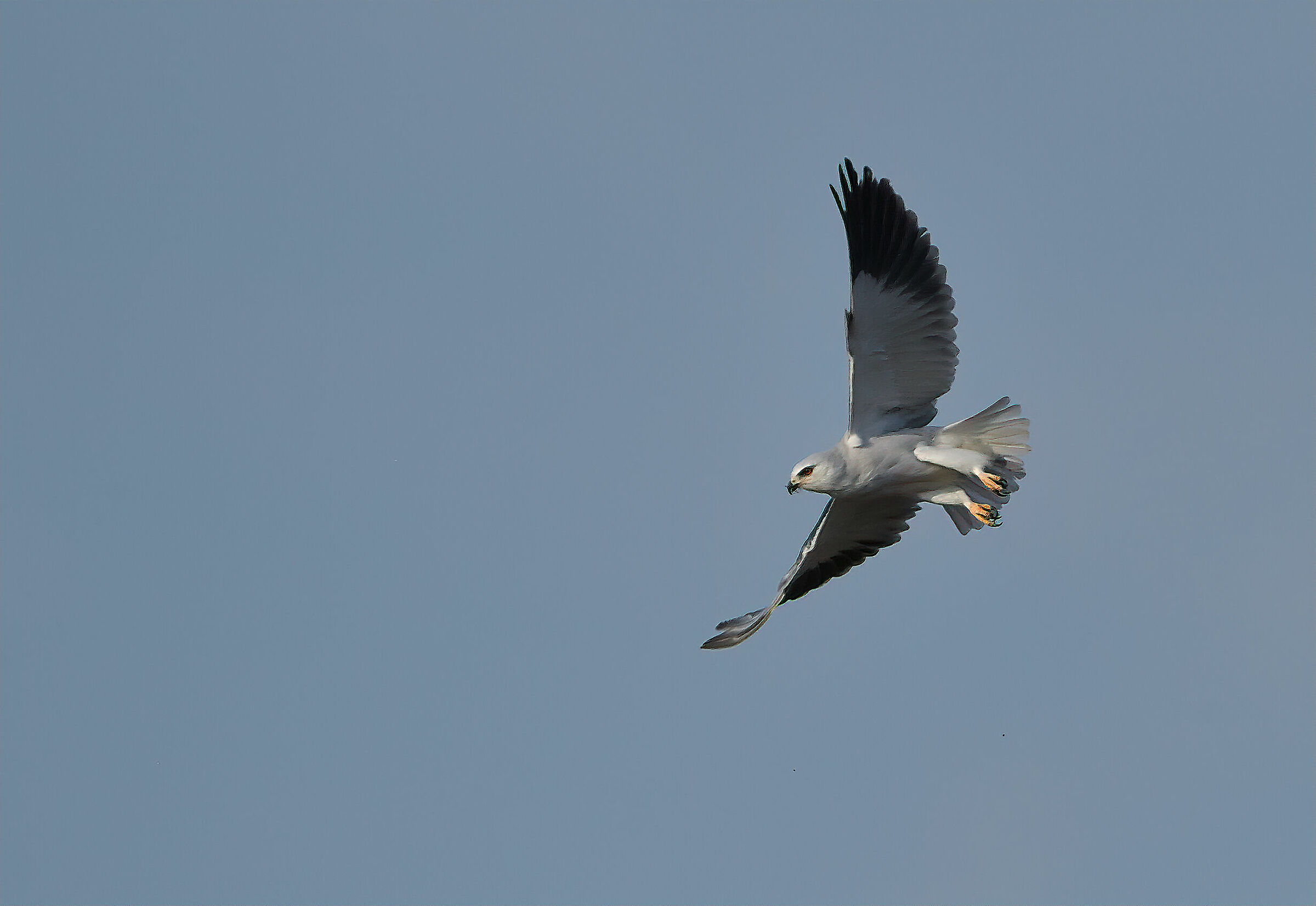 White kite
