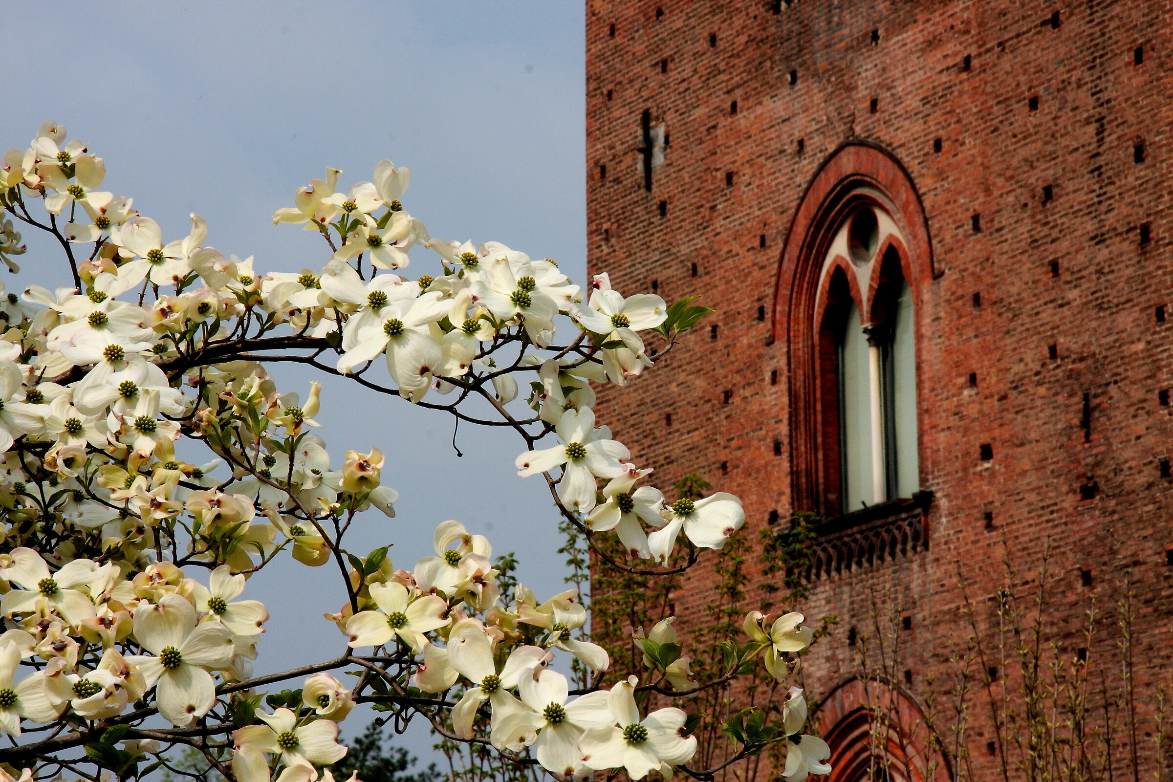 Castello Visconteo (Pavia)