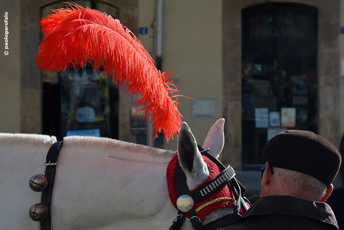 The Man Who Whispered to Horses
