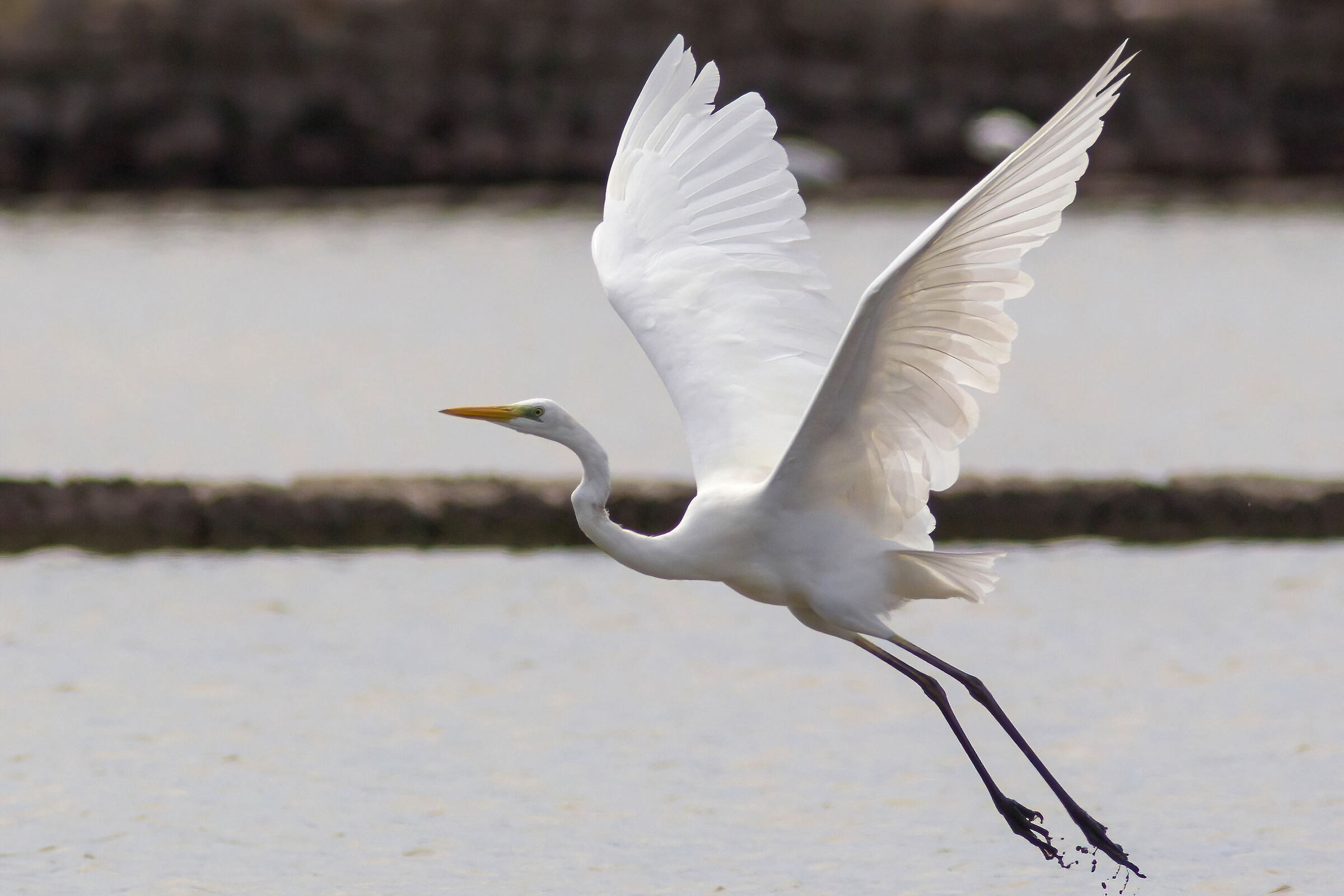 The detachment of white