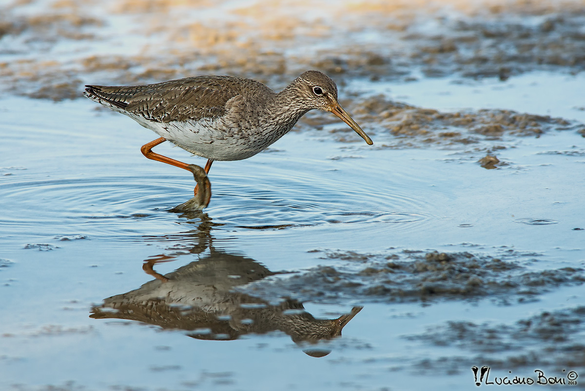 Redshank