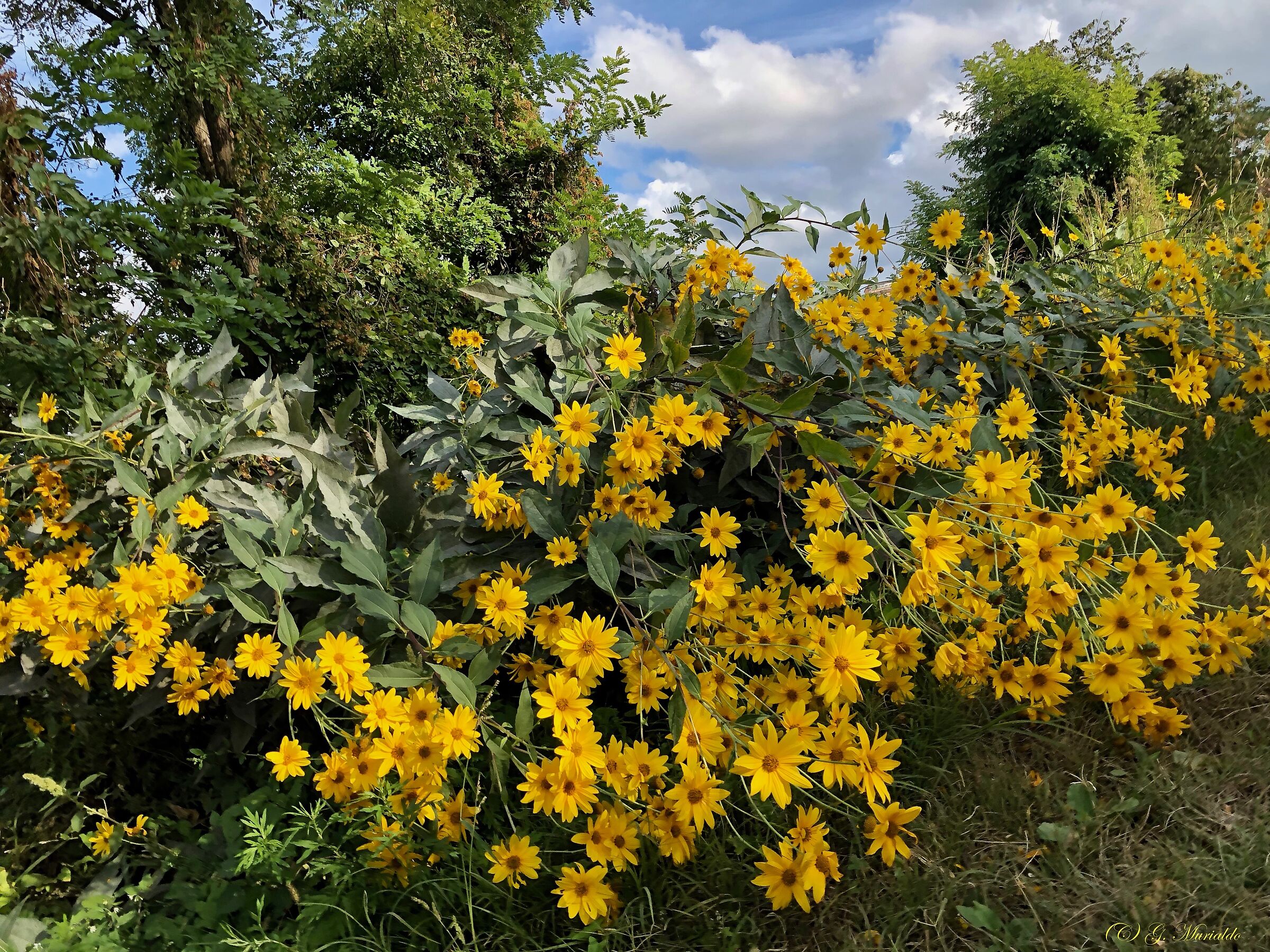 L'allegra brigada dei topinambur