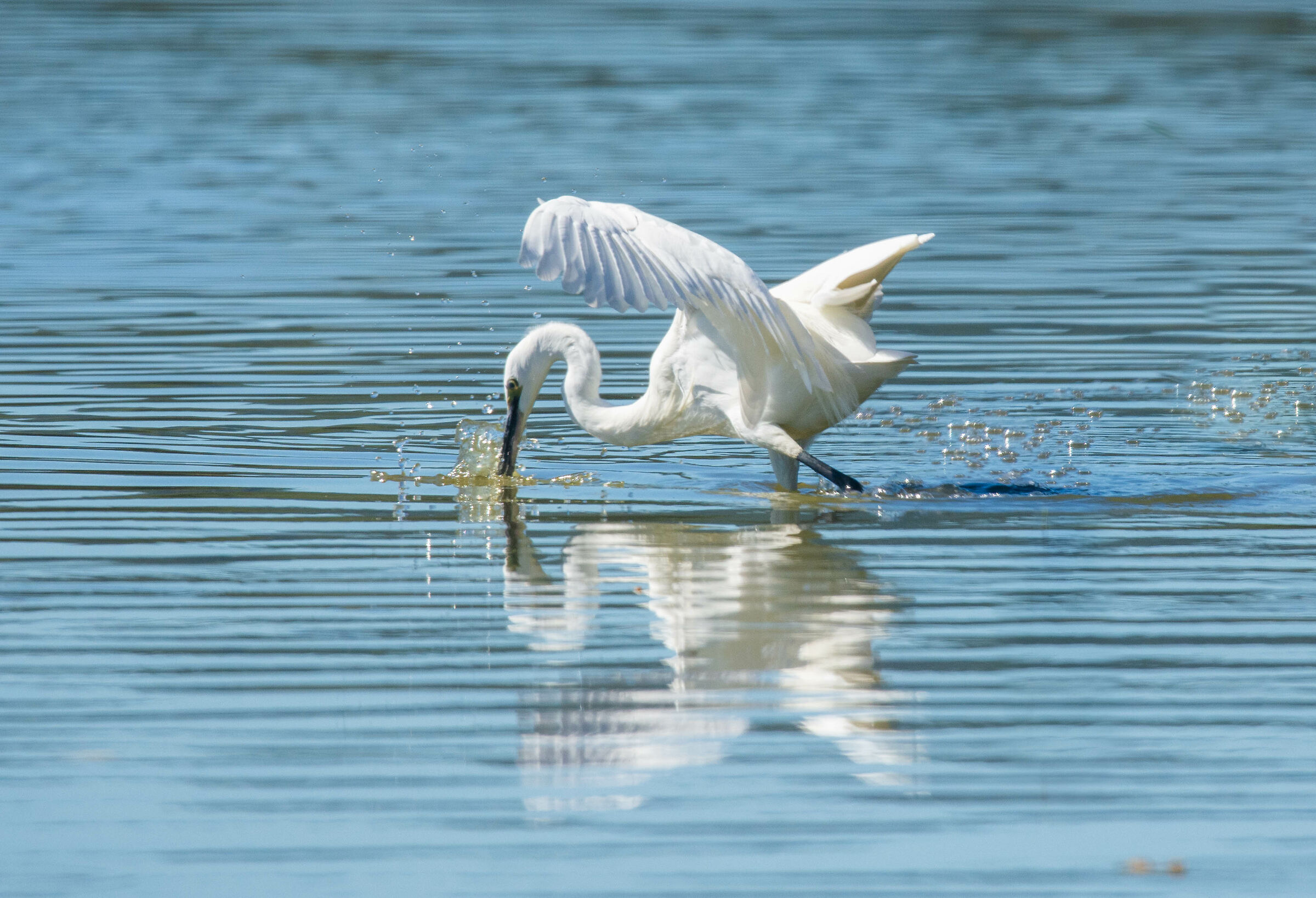 The heron is fishing