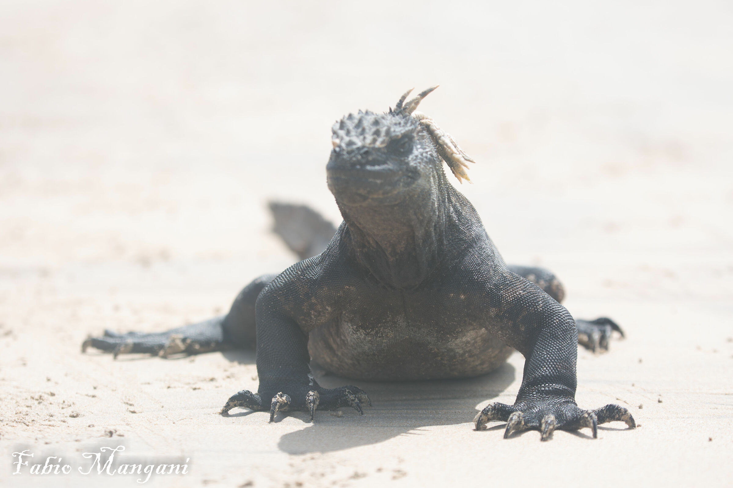Earth Iguana