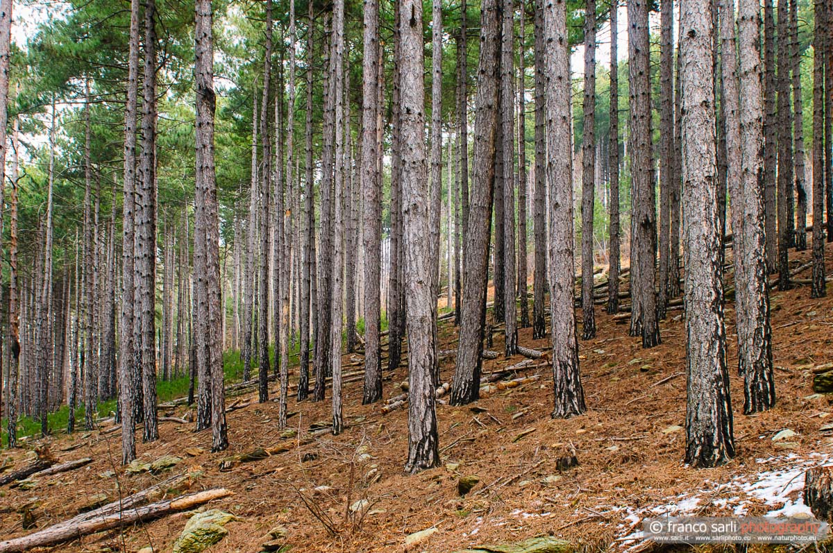 Pendici del Monte S. Giorgio. Piossasco (to)