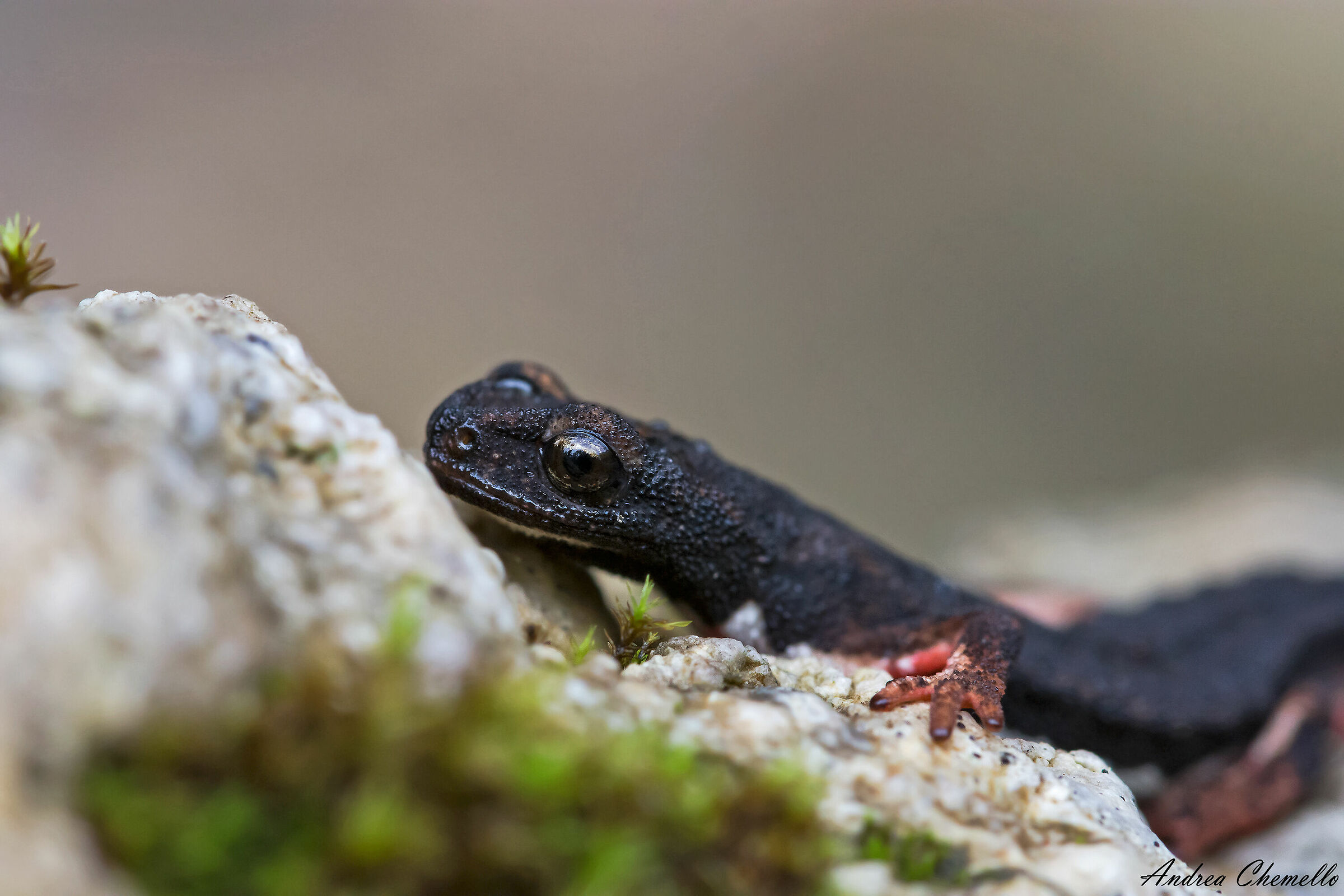 Salamandrina di Savi (Salamandrina perspicillata